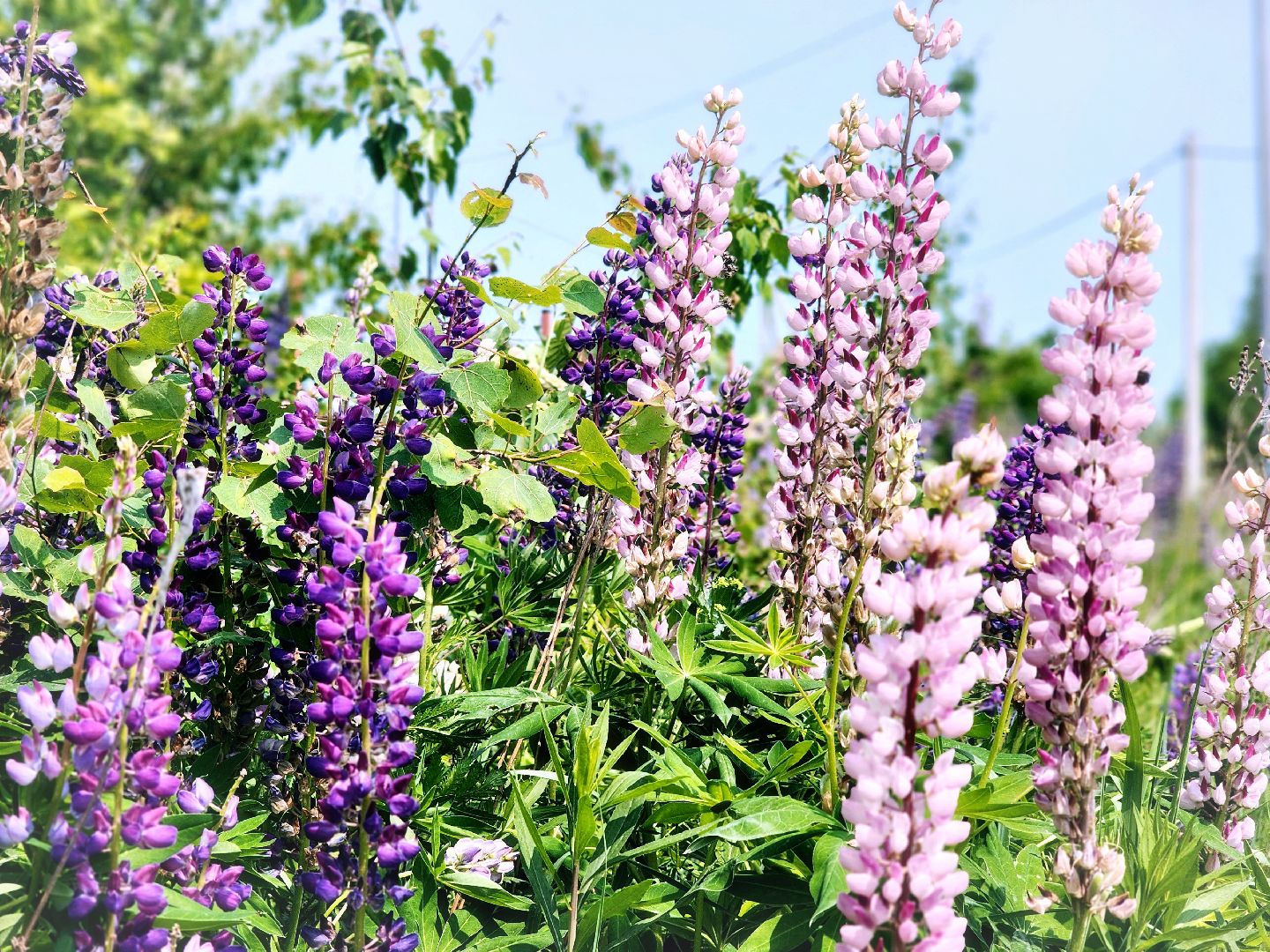 Пущино , серпухов, лето в подмосковье,