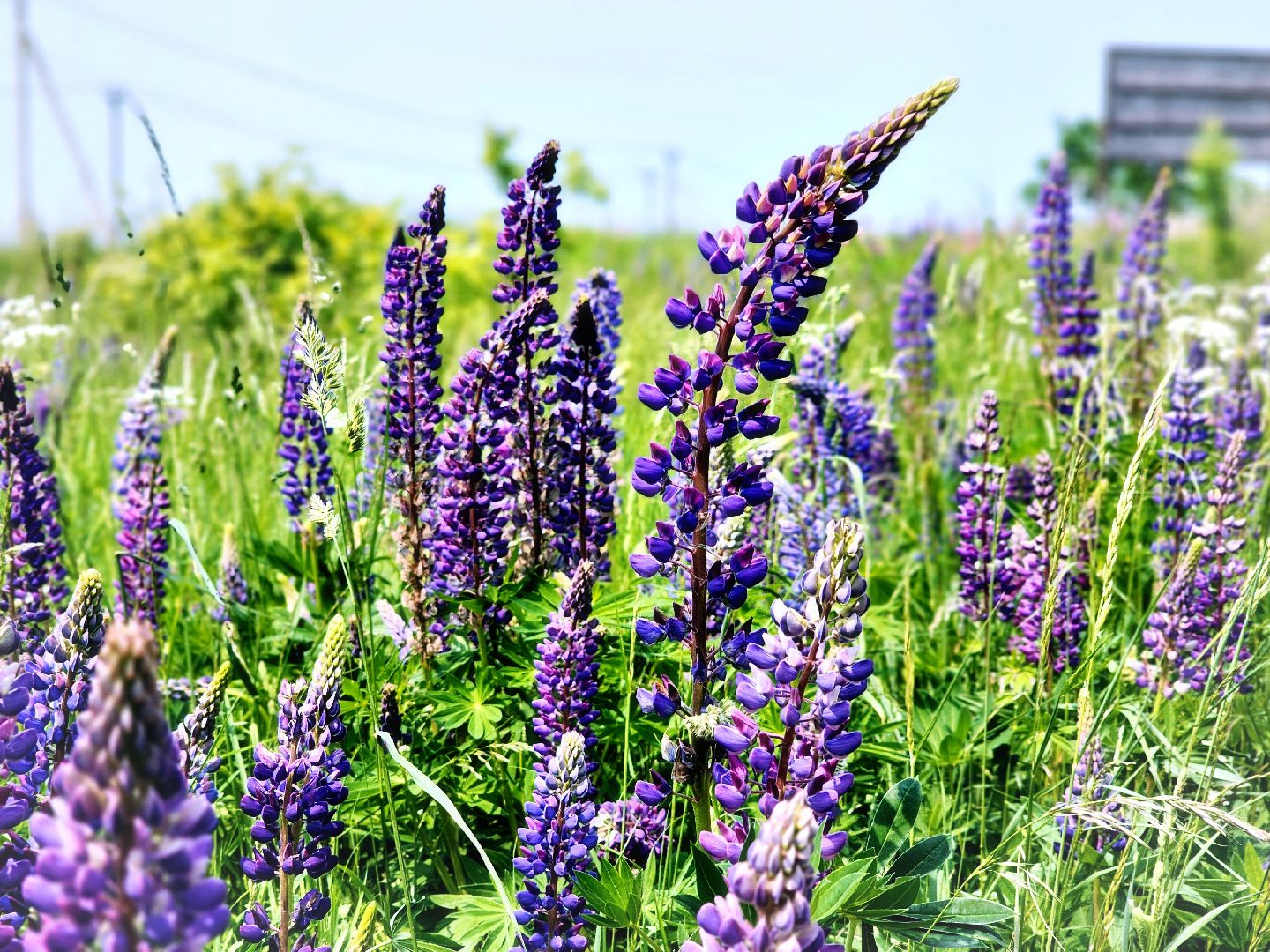 Пущино , серпухов, лето в подмосковье,