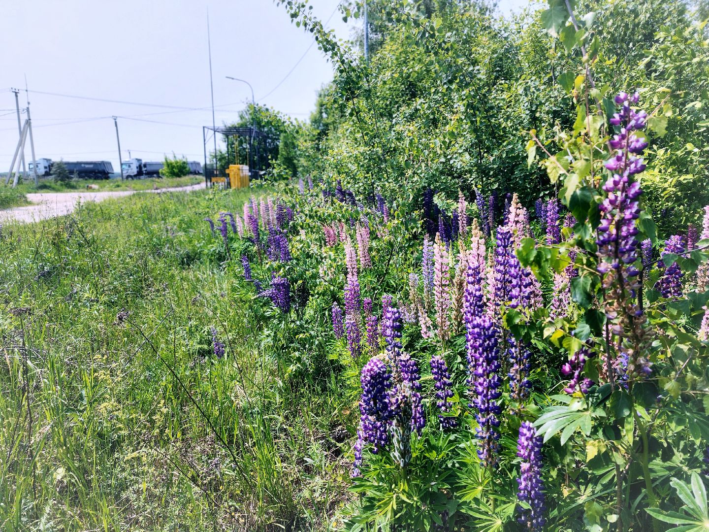 Пущино , серпухов, лето в подмосковье,