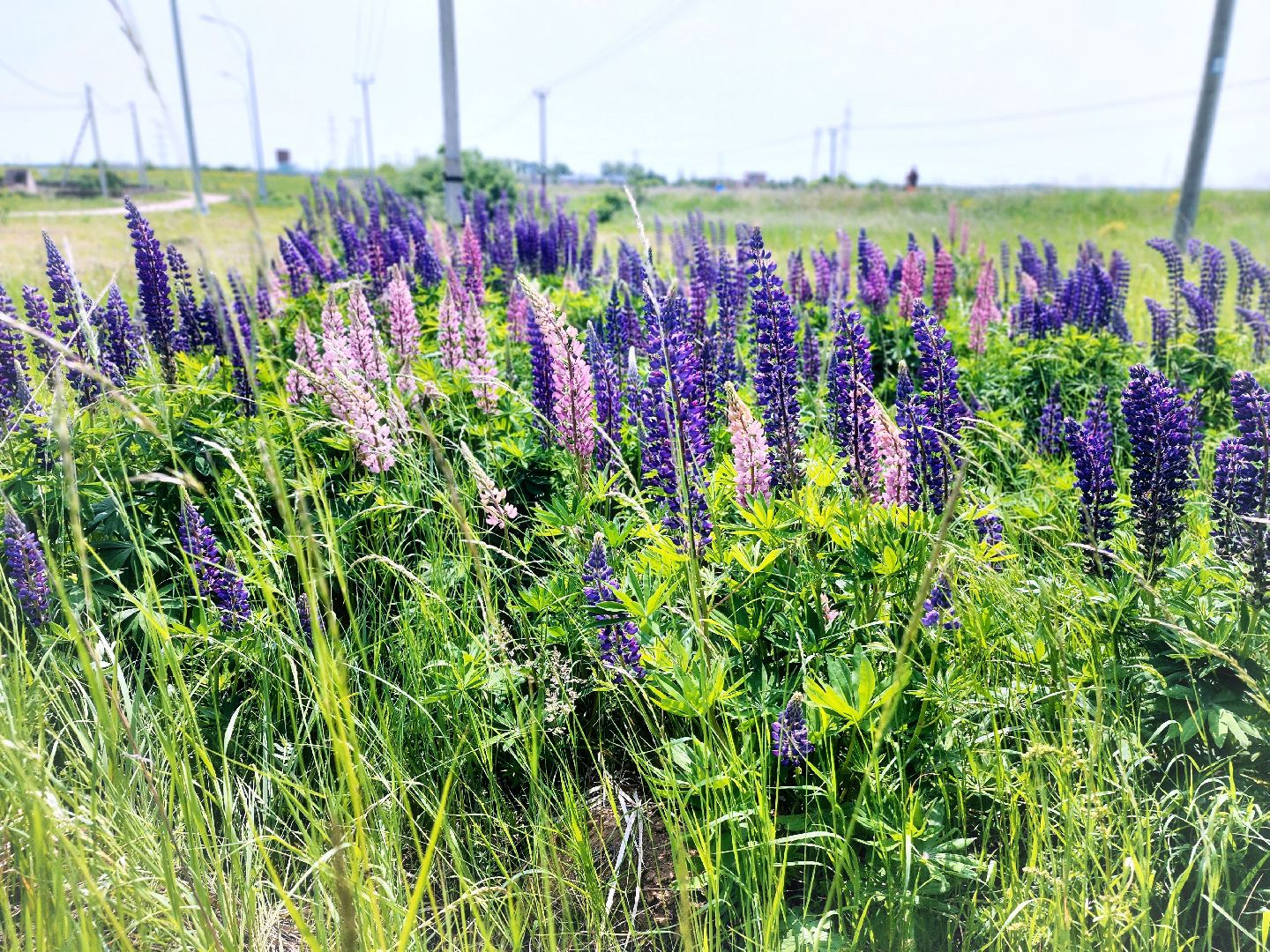 Пущино , серпухов, лето в подмосковье,
