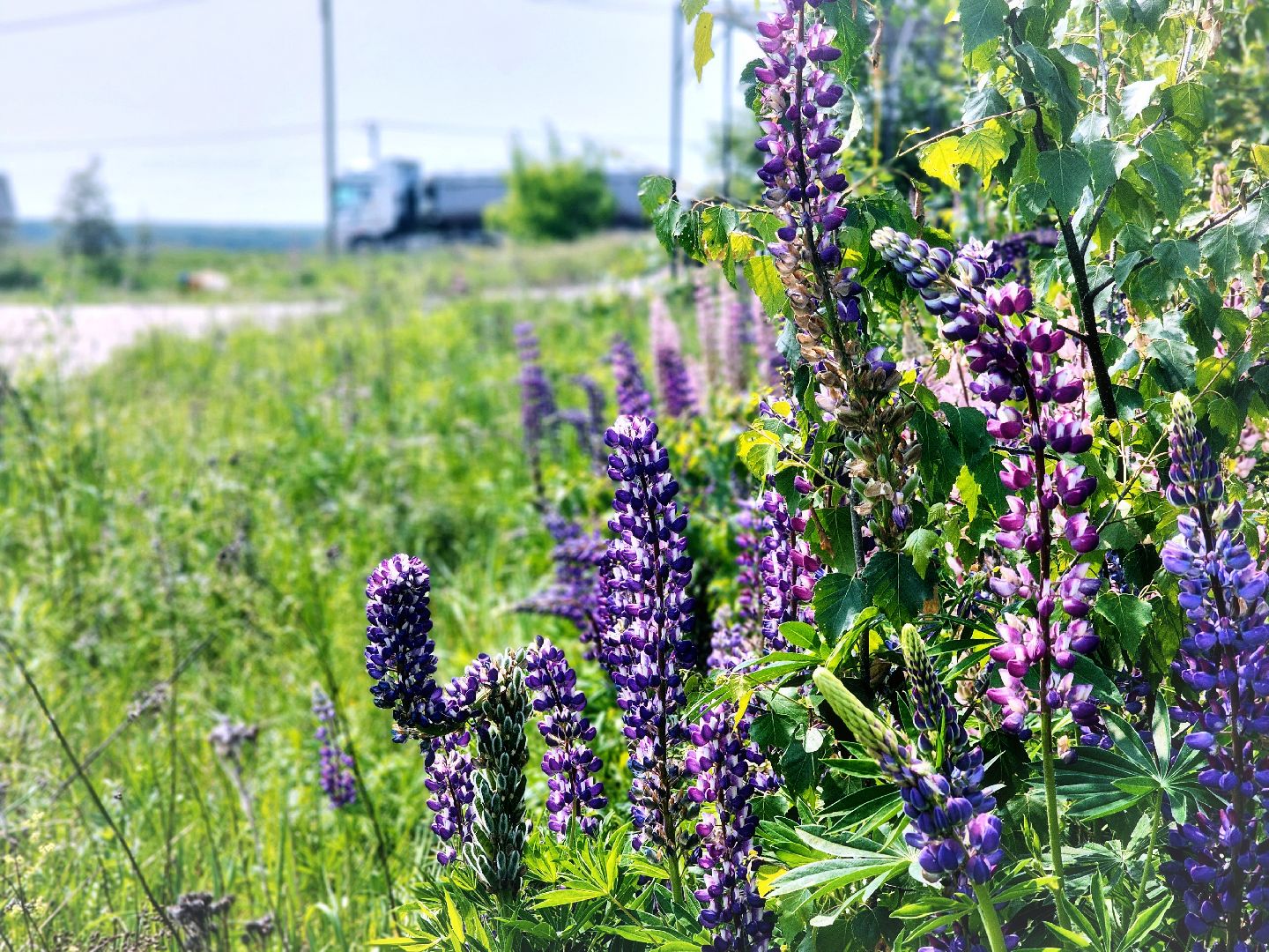 Пущино , серпухов, лето в подмосковье,