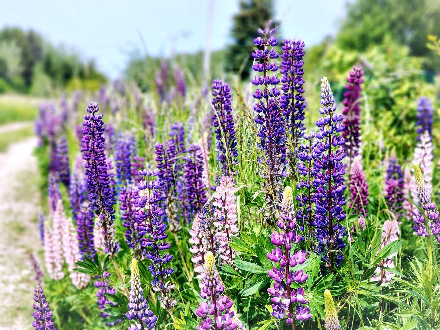 Пущино , серпухов, лето в подмосковье,