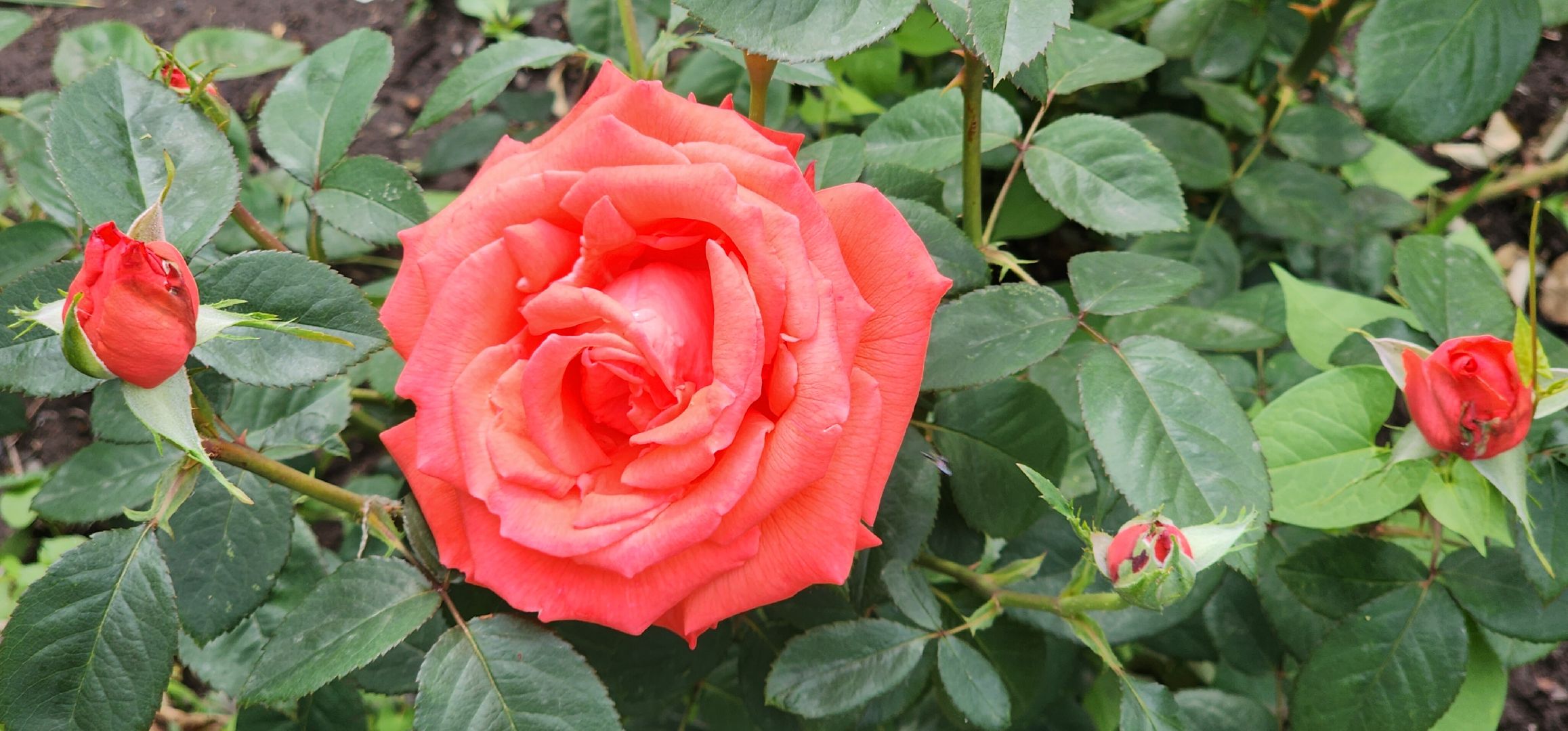 Строительство , Новые территории , Регионы-шефы,