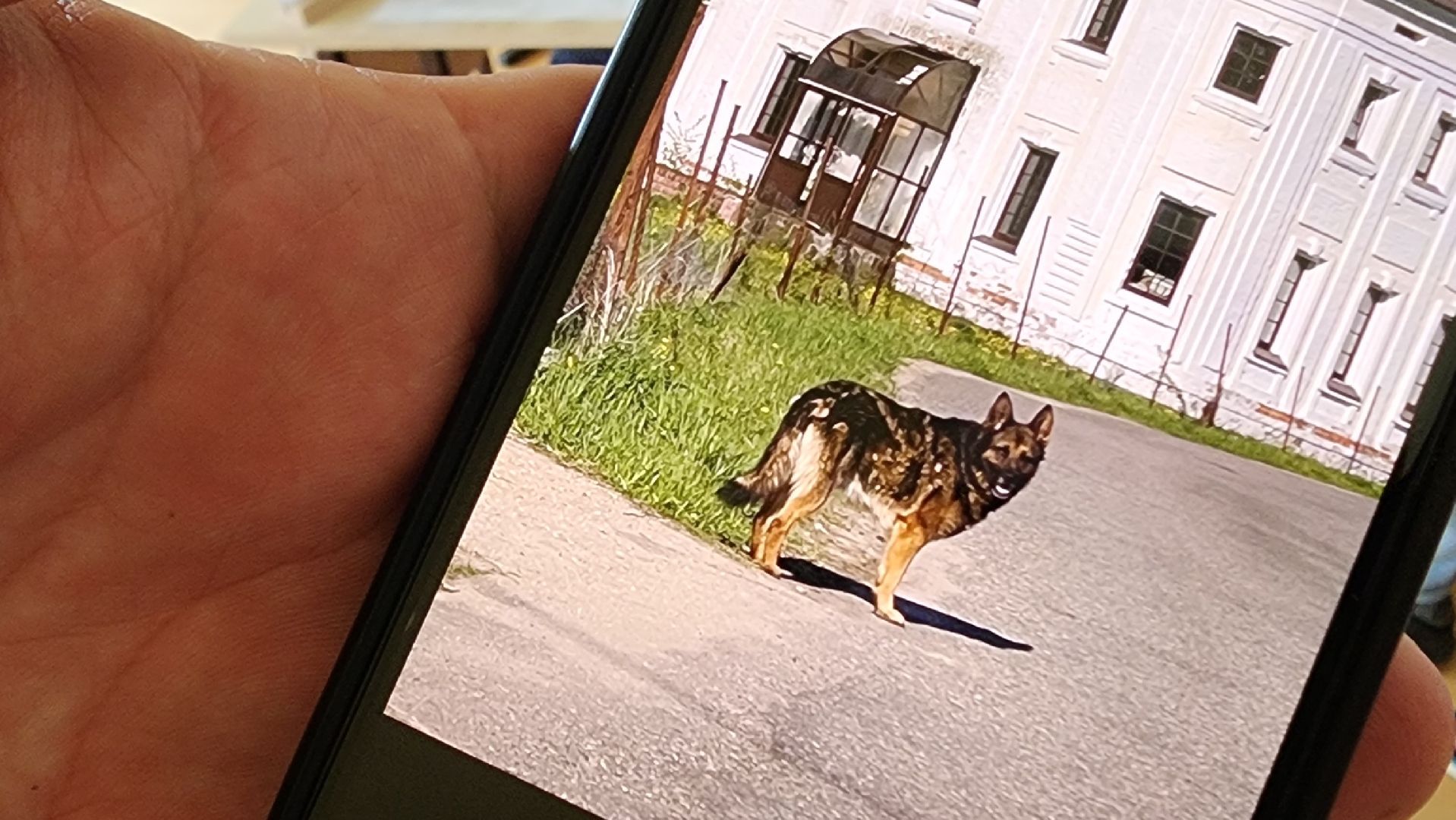 солнечногорск,  алабушево, выездная администрация, отлов животных,