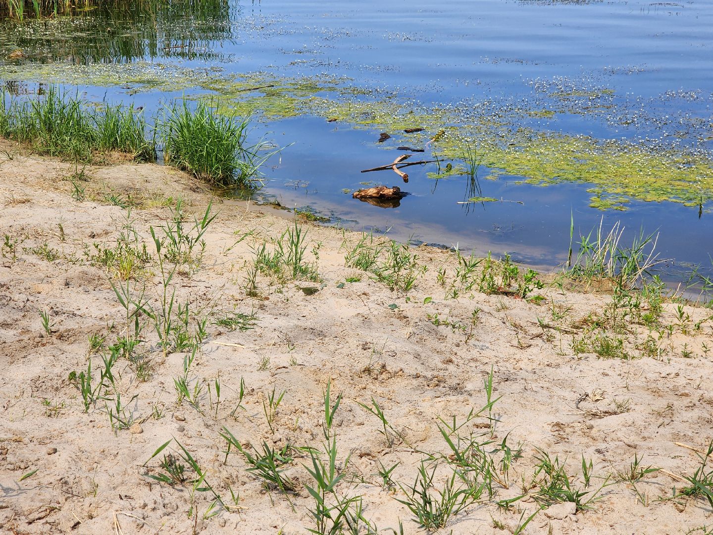 шатура, вода, купание, озёра,
