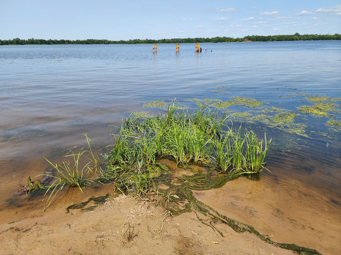 шатура, вода, купание, озёра,