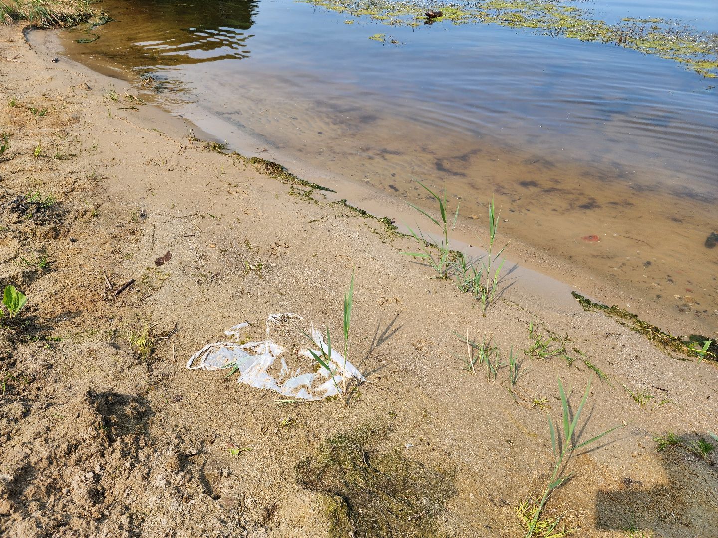 шатура, вода, купание, озёра,