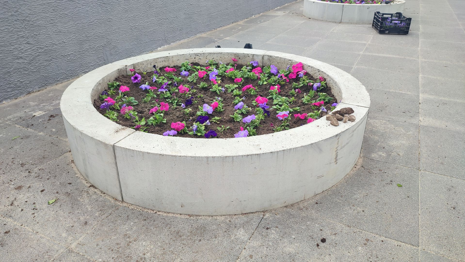 Кашира, благоустройство, ЖКХ, цветы, петуньи