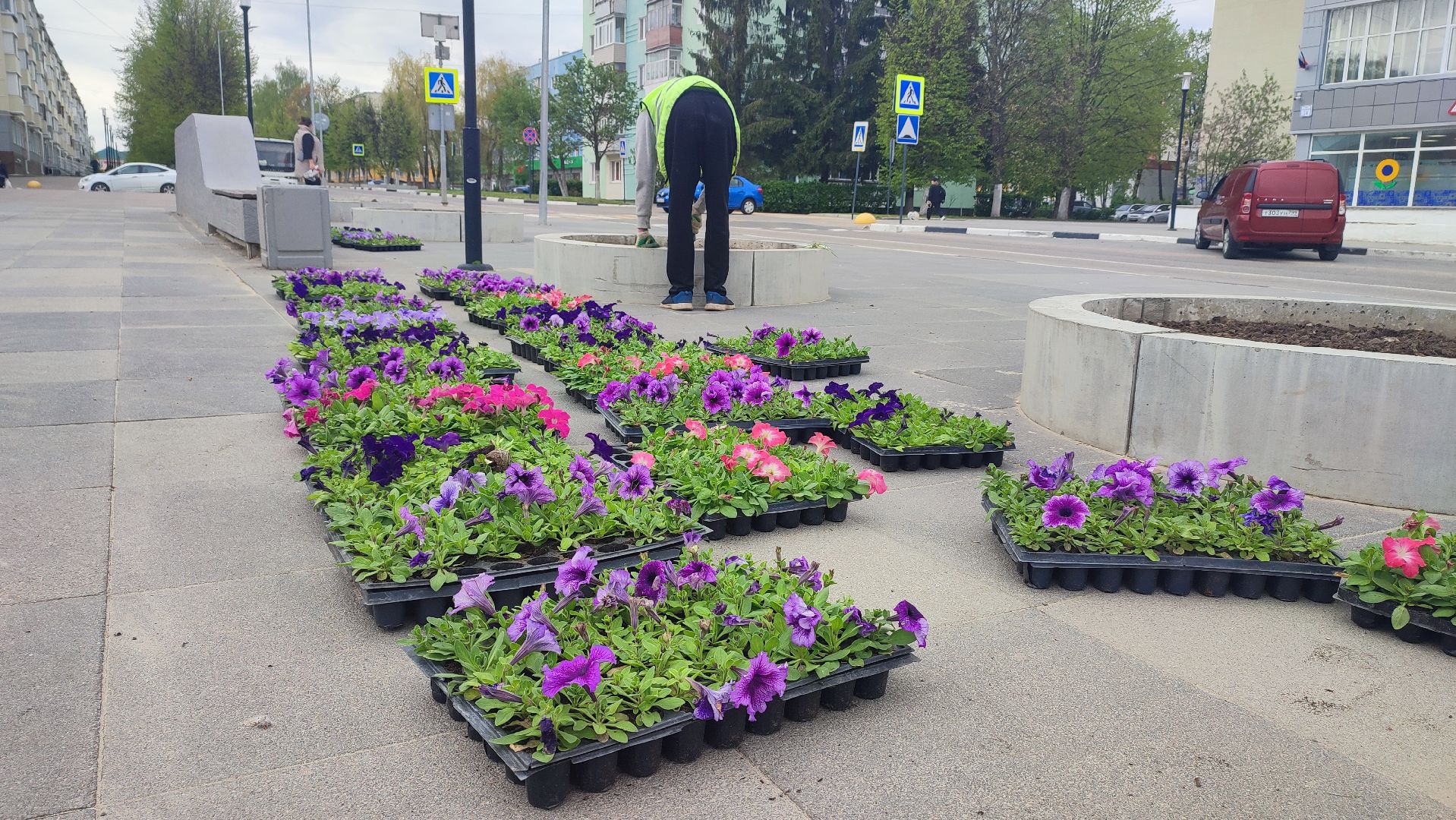 Кашира, благоустройство, ЖКХ, цветы, петуньи