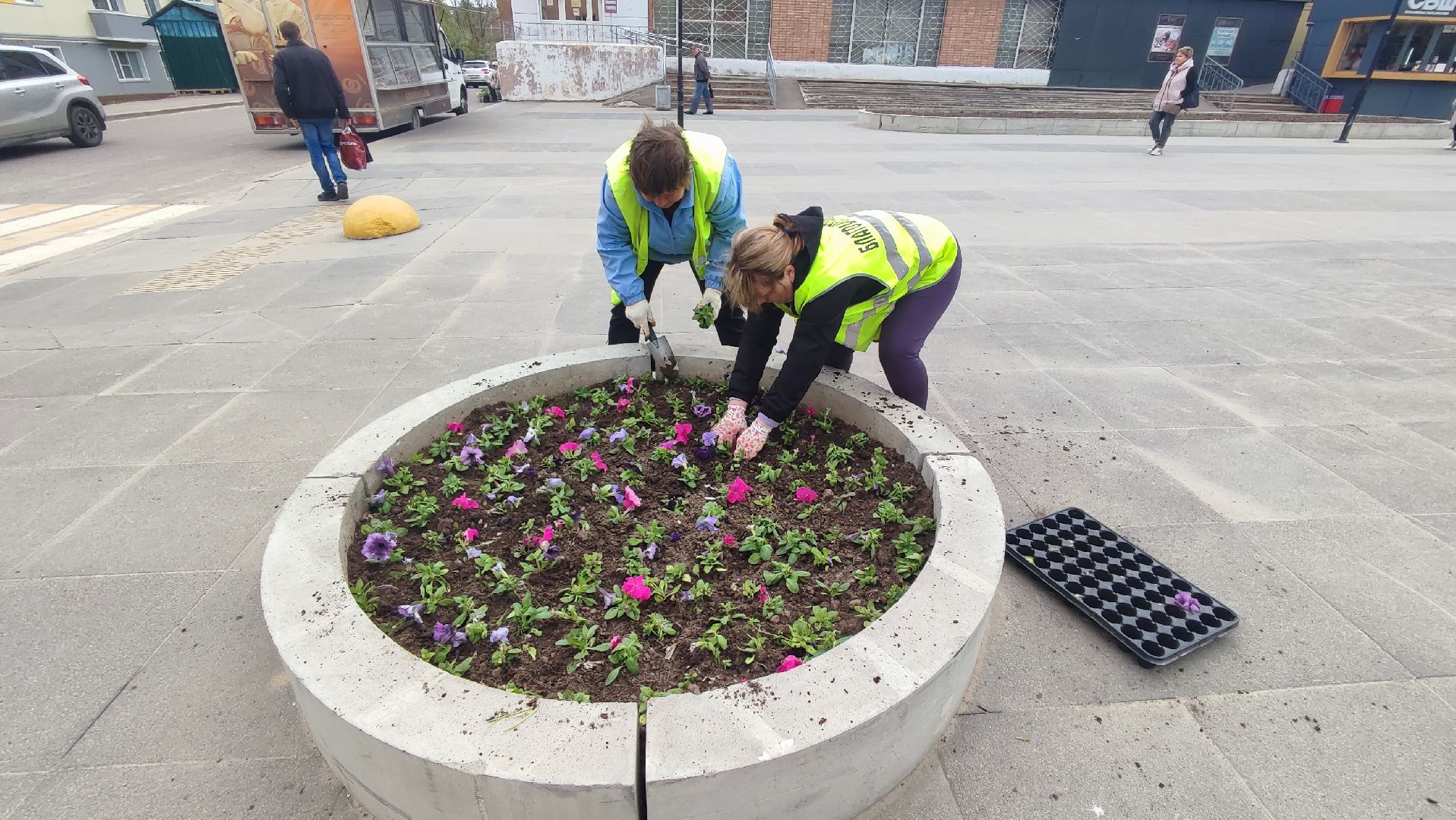 Кашира, благоустройство, ЖКХ, цветы, петуньи