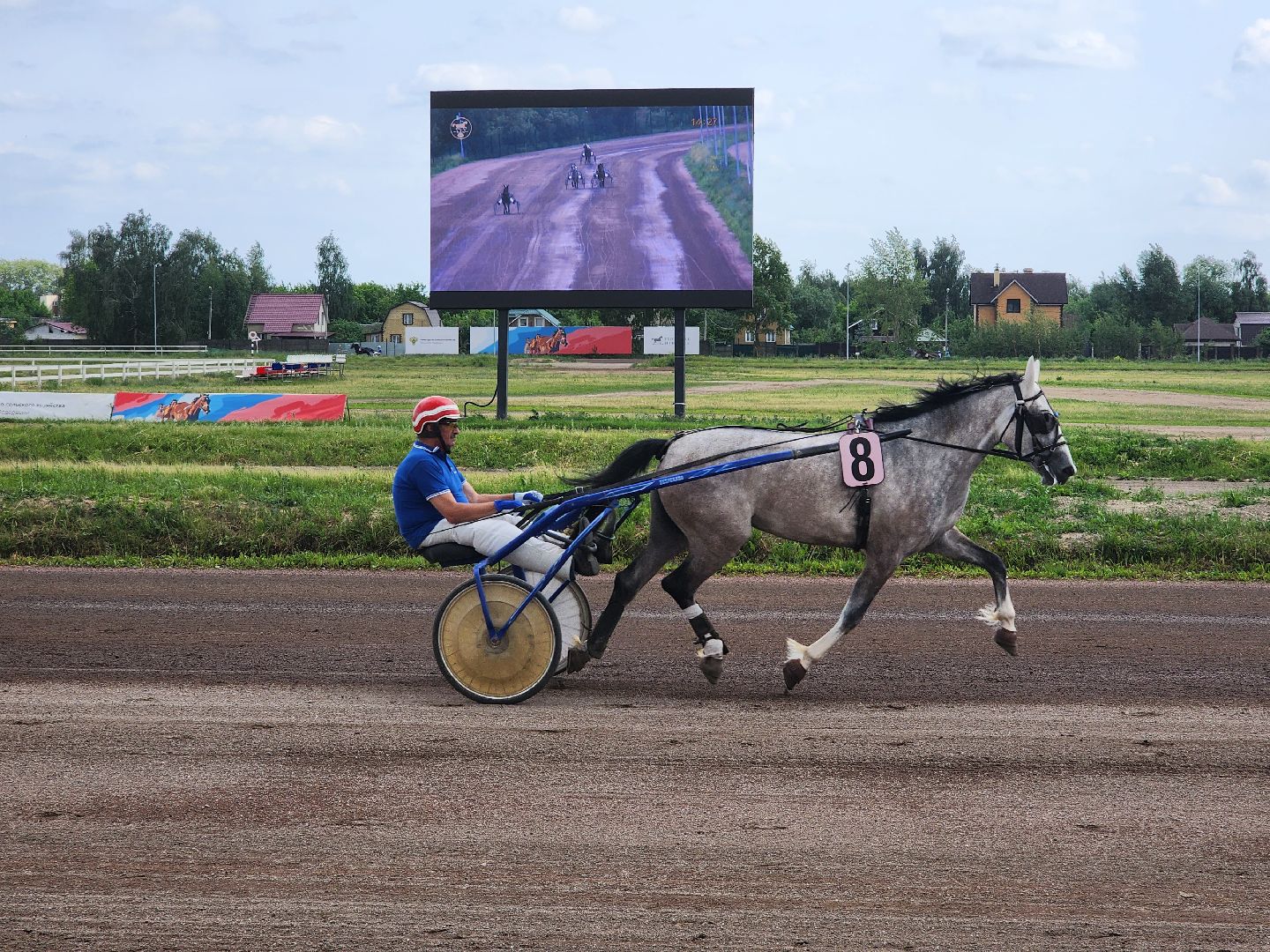 раменское, сельское хозяйство, раменский ипподром, испытания лошадей рысистых пород,