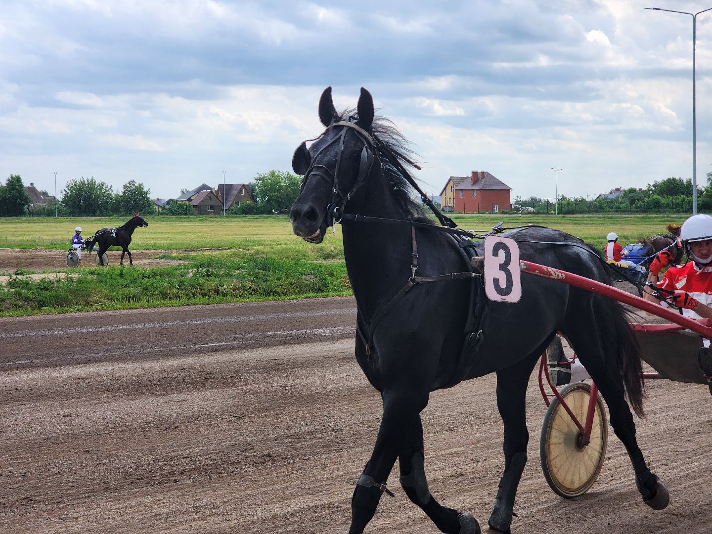раменское, сельское хозяйство, раменский ипподром, испытания лошадей рысистых пород,