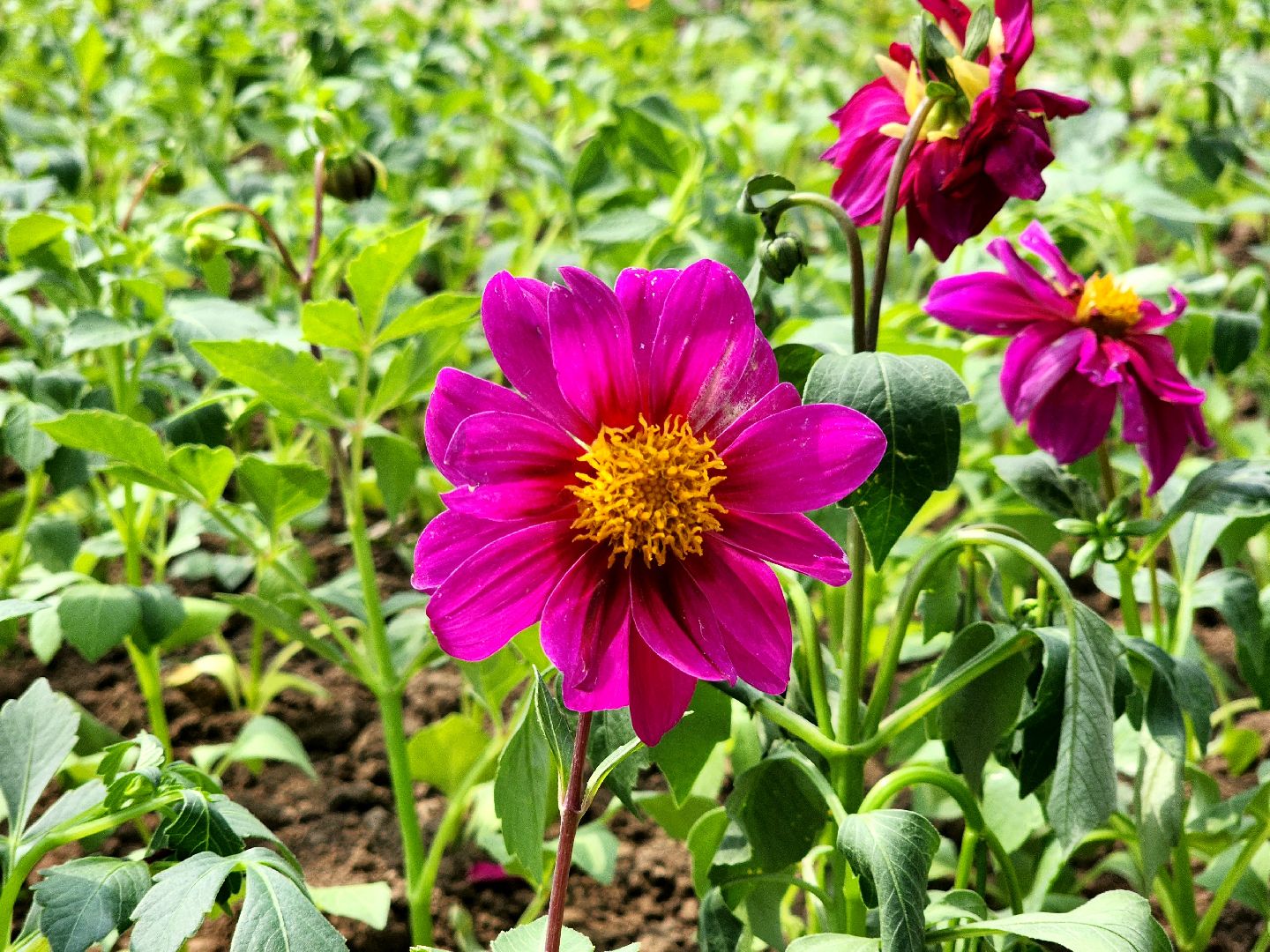 пущино, молодежь, серпухов, лето 2025,