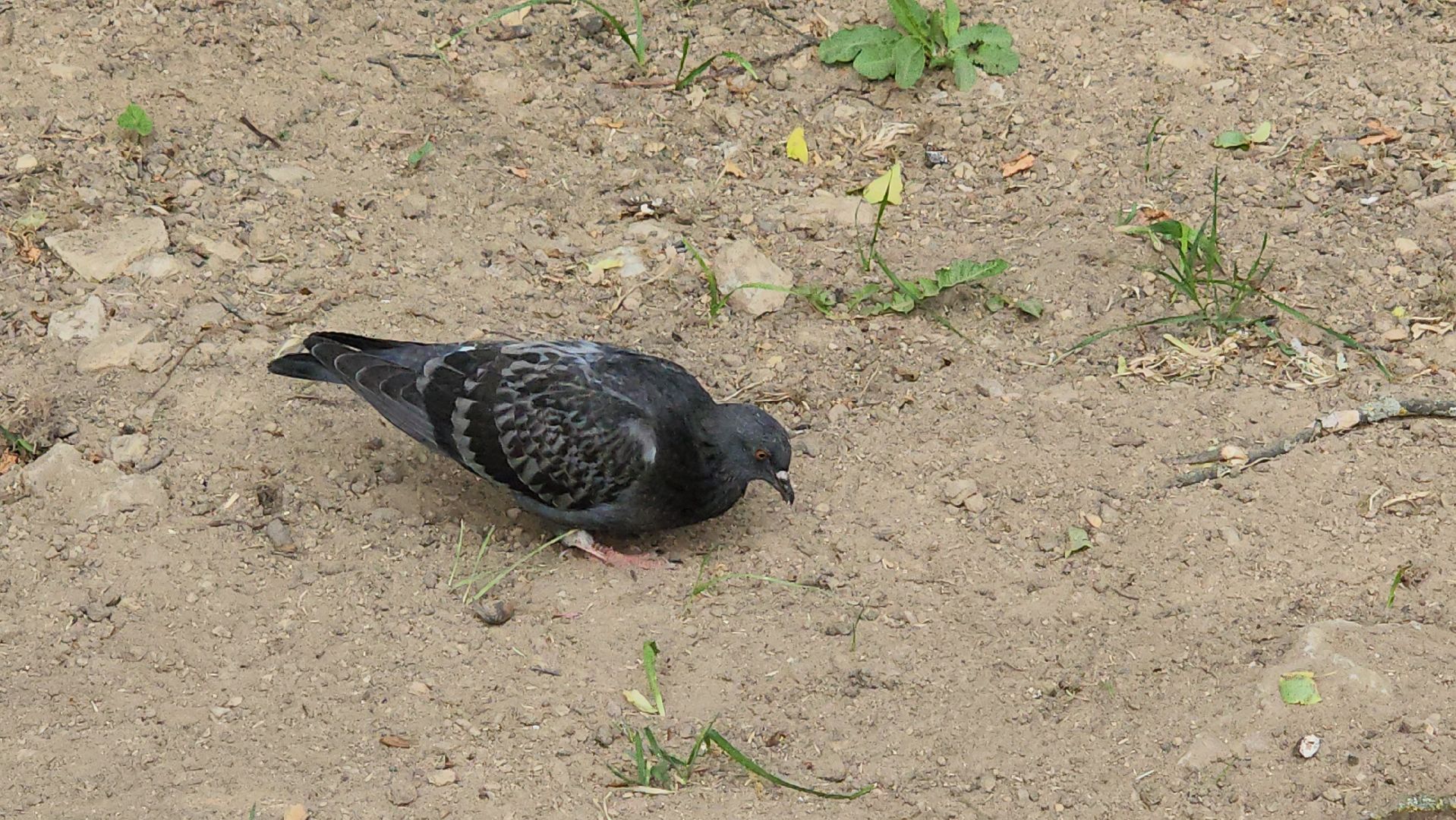 Истра, Парк, Досуг,