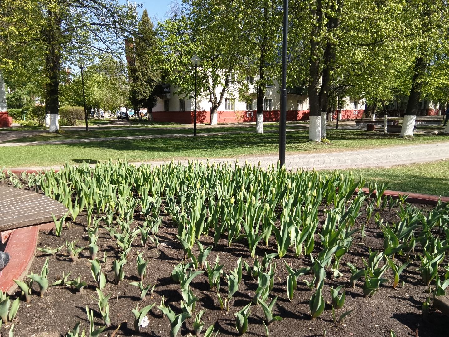 Балашиха, сквер имени Ленина, Благоустройство Балашиха, тюльпаны, День Победы, клумбы, Балашиха-1, Железнодорожный
