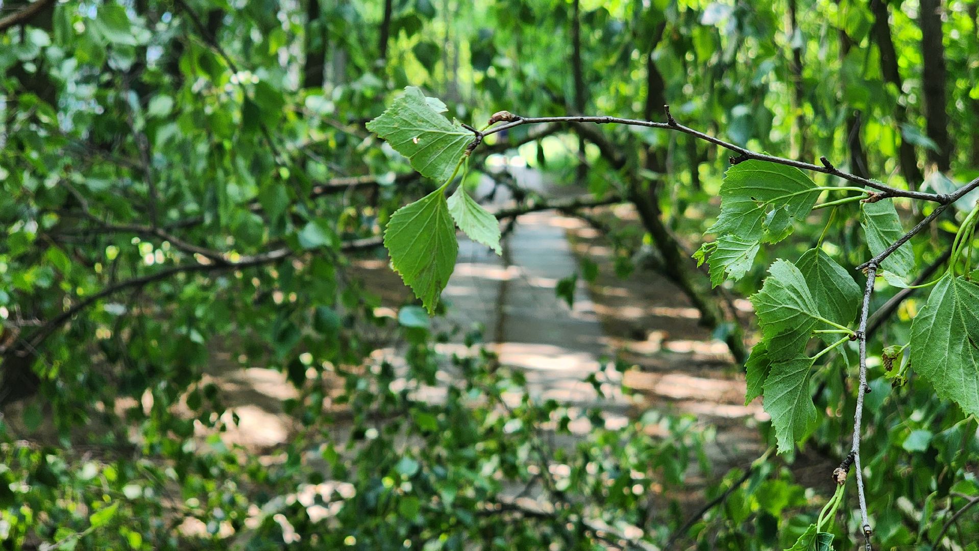 последствия урагана, комбинат благоустройства, протвино,