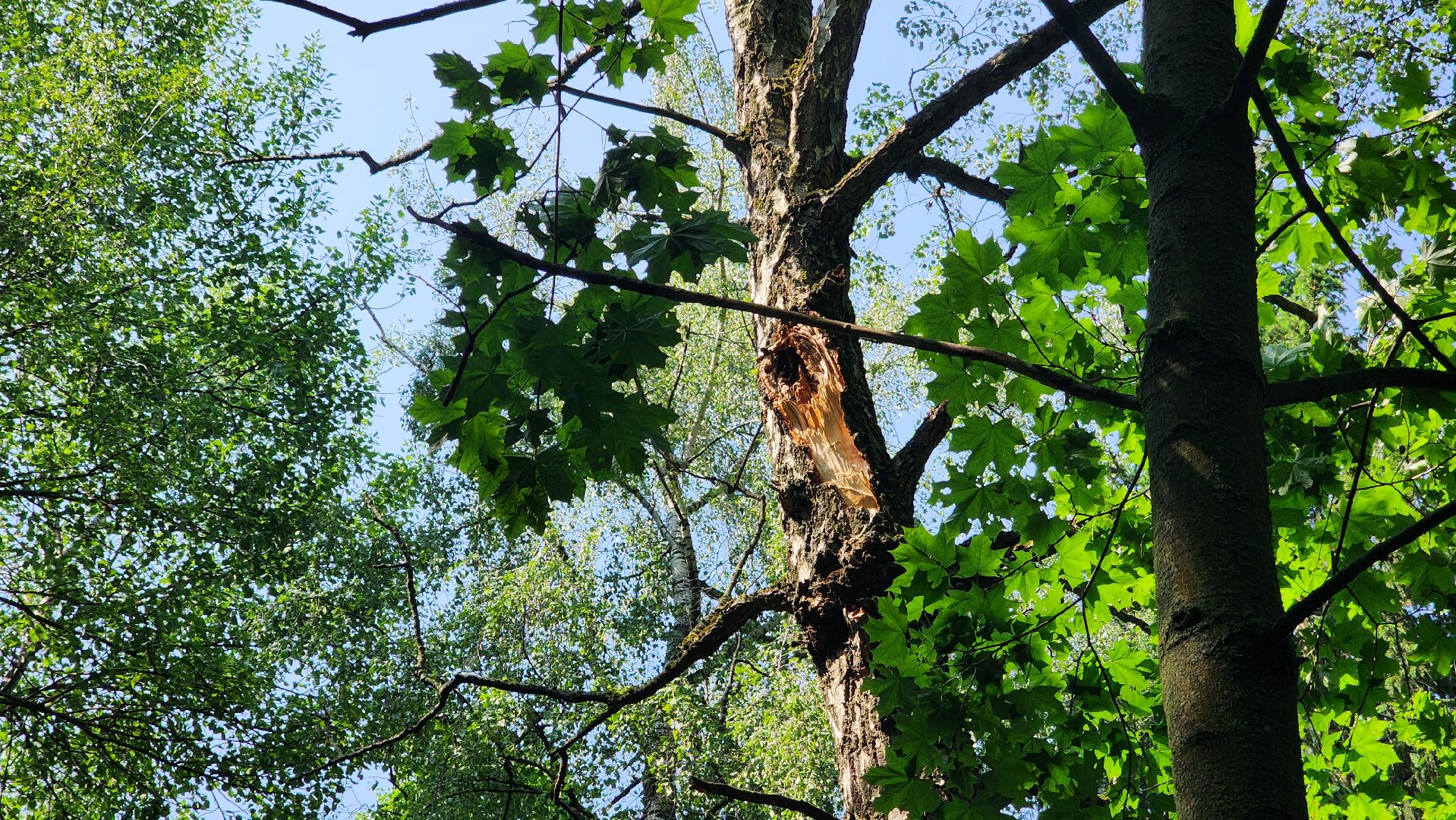 последствия урагана, комбинат благоустройства, протвино,