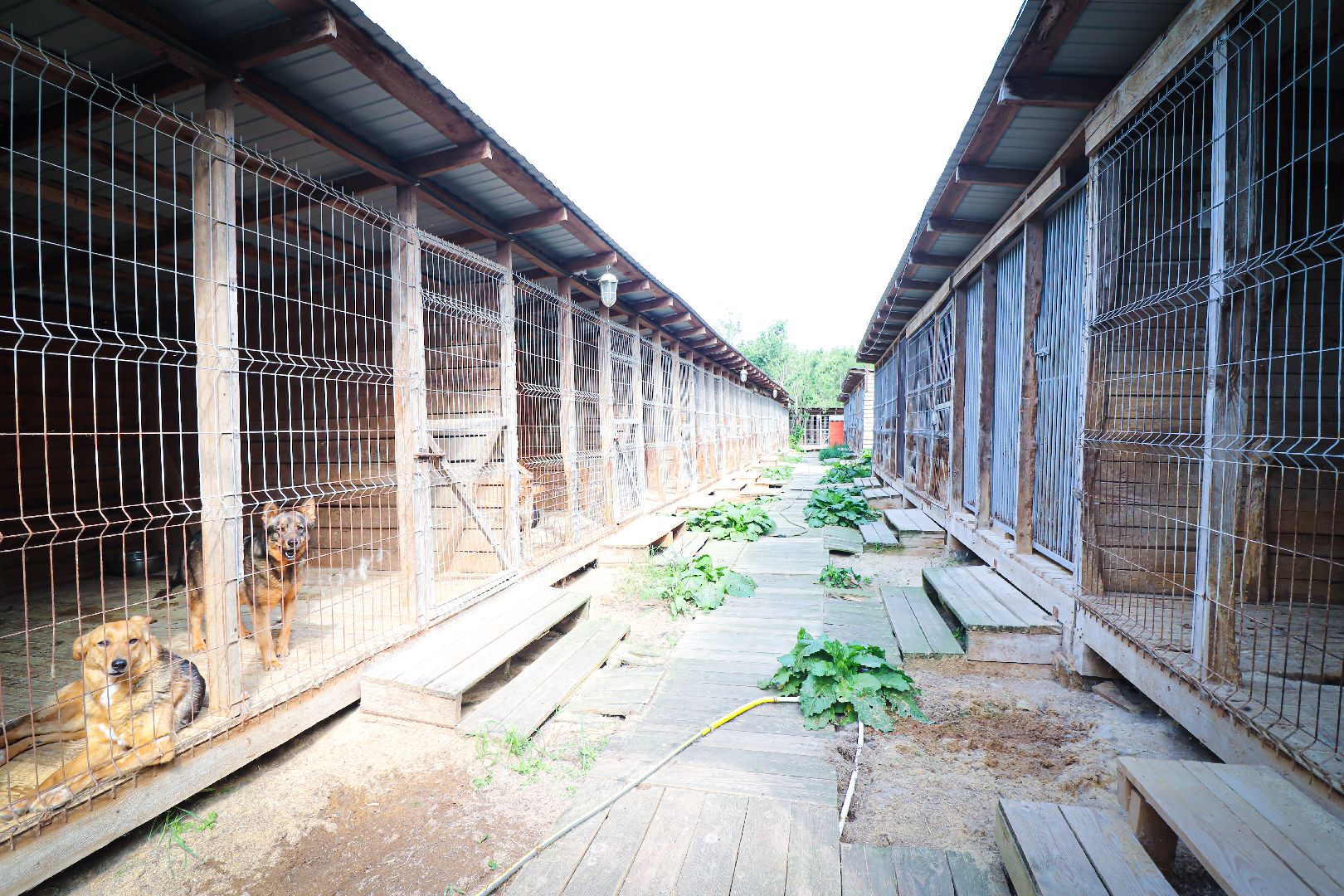 клин, общество,  приют для бездомных животных, животные, помощь, волонтеры, Подмосковье, субботники,