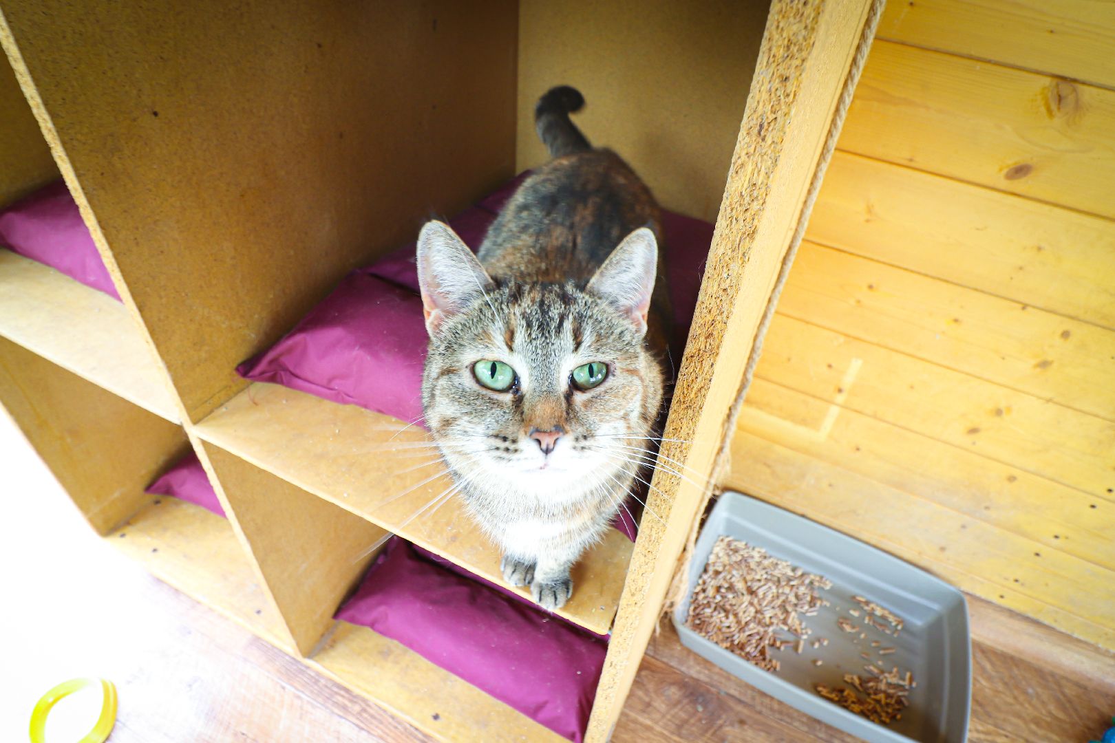 клин, общество,  приют для бездомных животных, животные, помощь, волонтеры, Подмосковье, субботники,