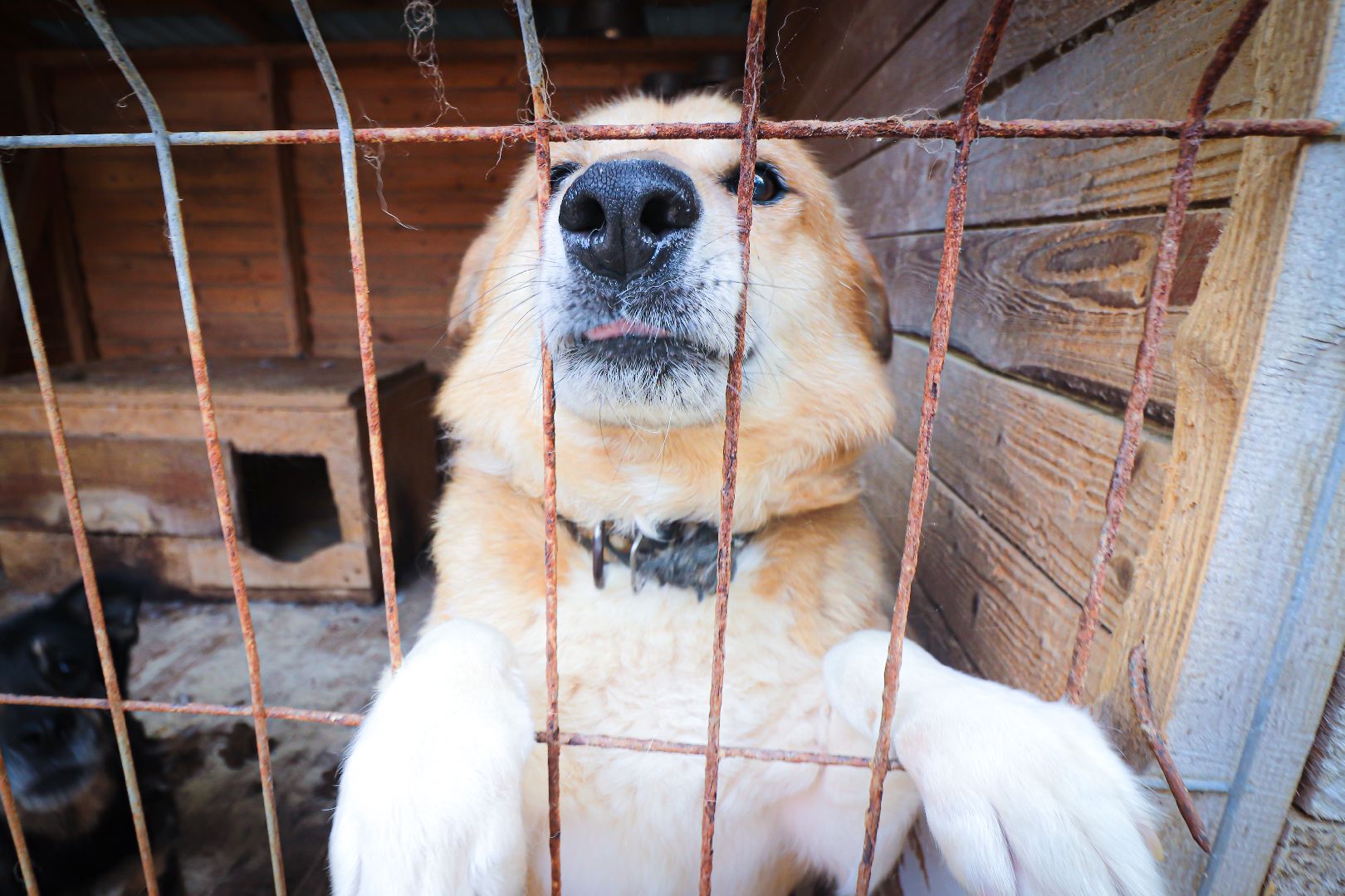клин, общество,  приют для бездомных животных, животные, помощь, волонтеры, Подмосковье, субботники,