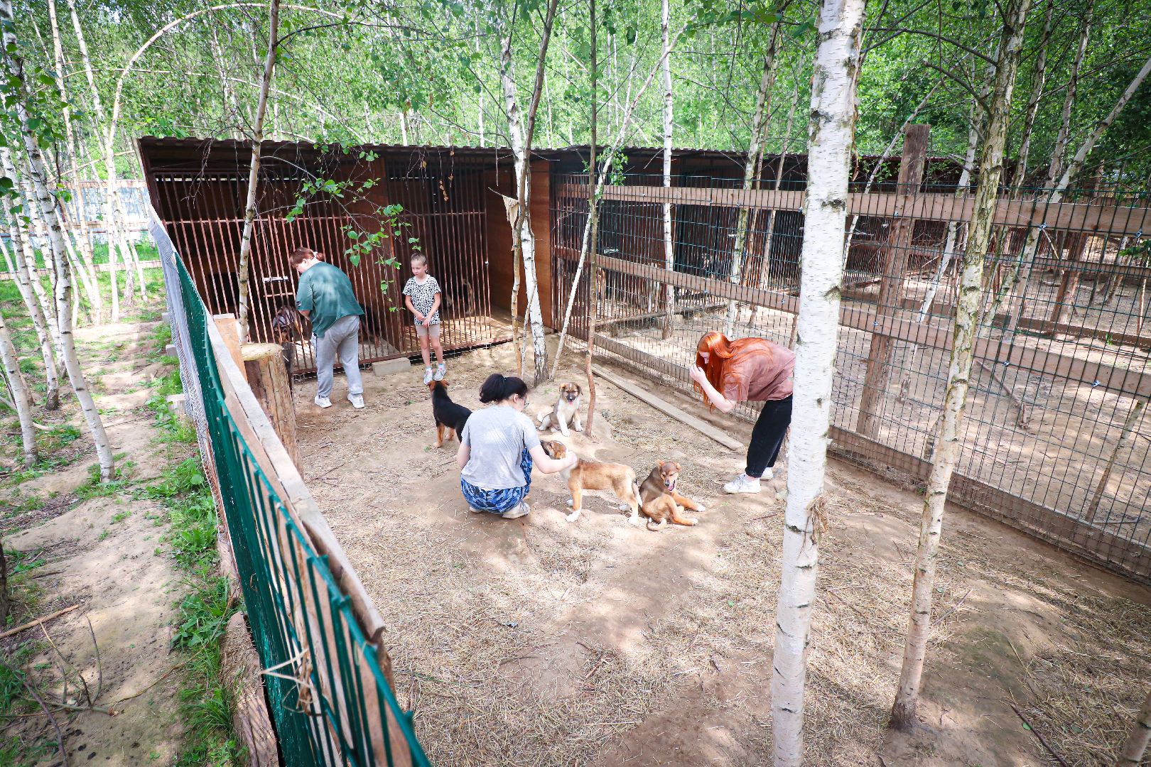 клин, общество,  приют для бездомных животных, животные, помощь, волонтеры, Подмосковье, субботники,