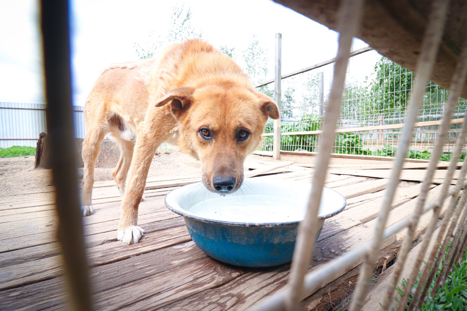 клин, общество,  приют для бездомных животных, животные, помощь, волонтеры, Подмосковье, субботники,
