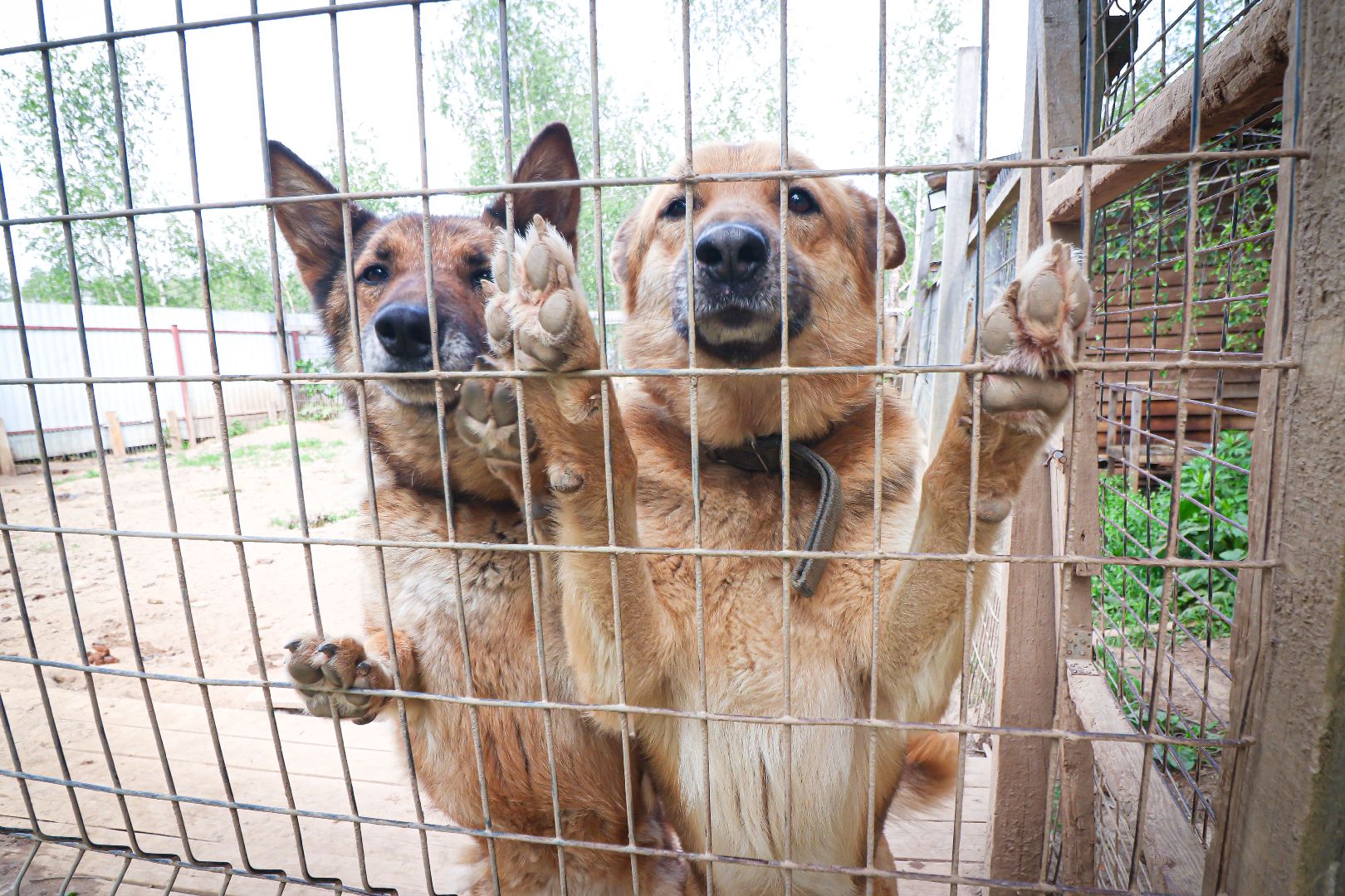 клин, общество,  приют для бездомных животных, животные, помощь, волонтеры, Подмосковье, субботники,