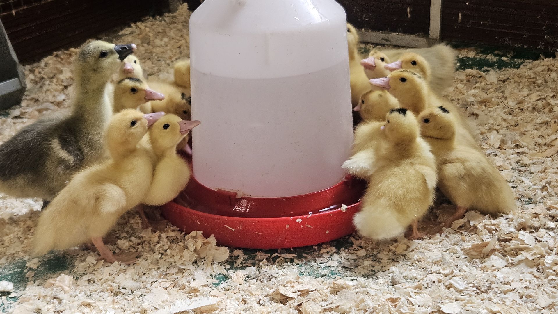 зоопарк, дети, жуковский,