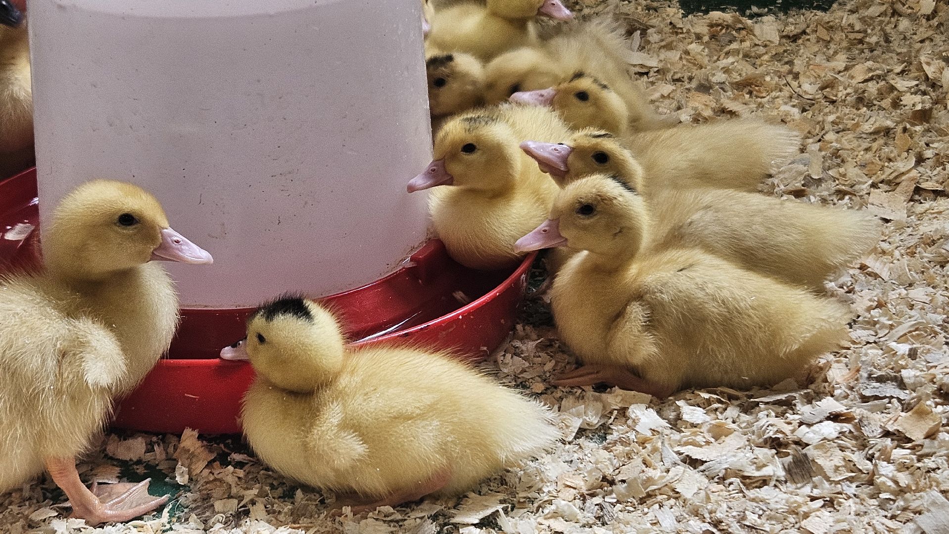 зоопарк, дети, жуковский,