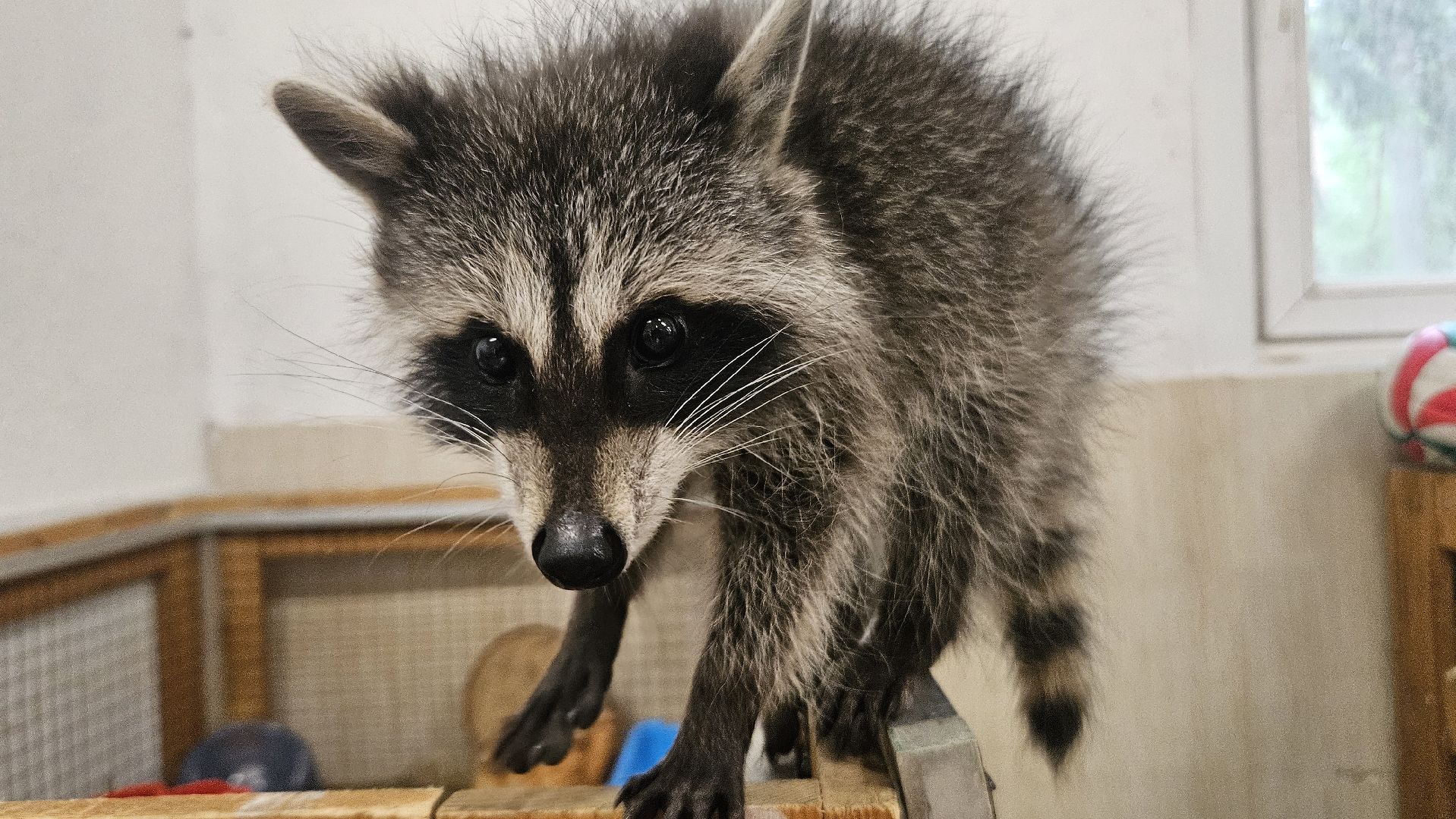 зоопарк, дети, жуковский,