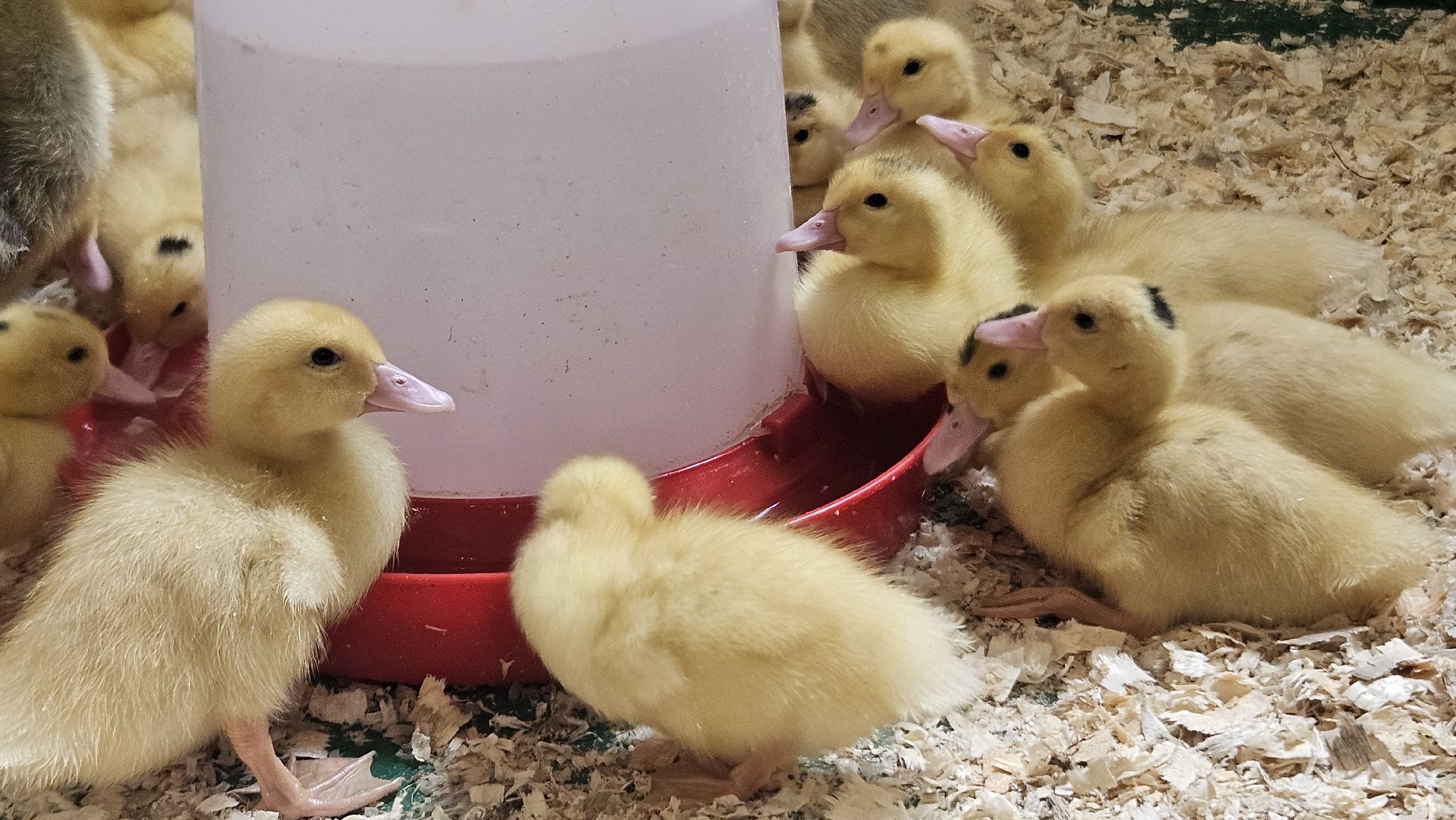 зоопарк, дети, жуковский,