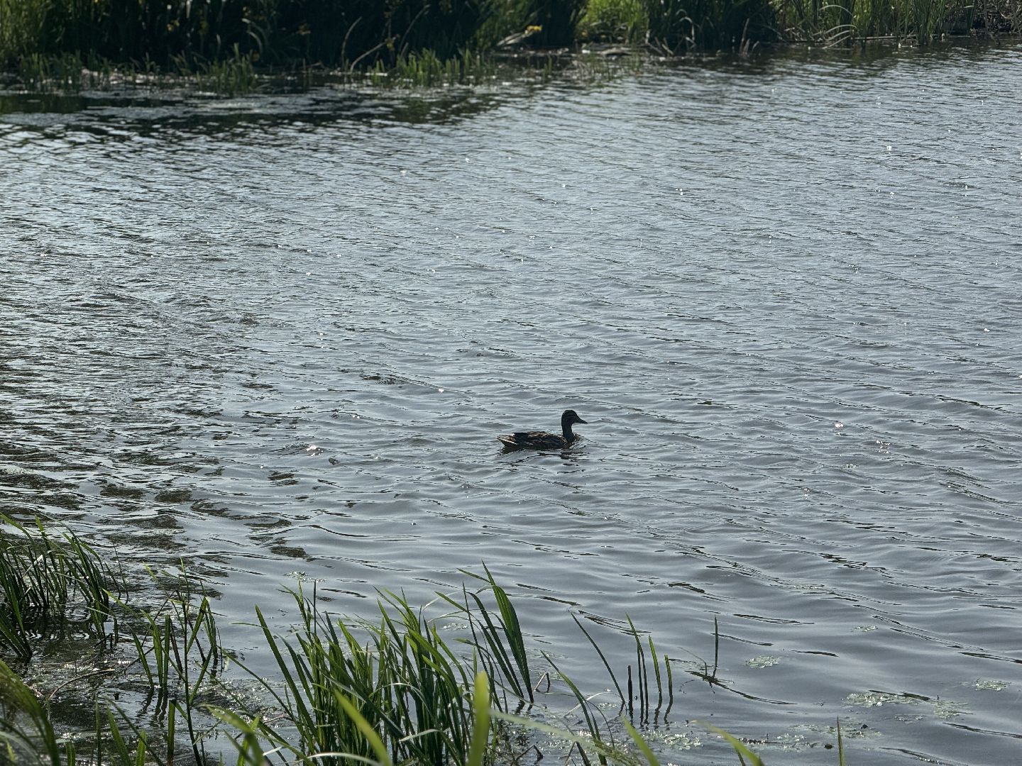 пляжи в ленинском округе , лето в подмосковье, ленинский городской округ,