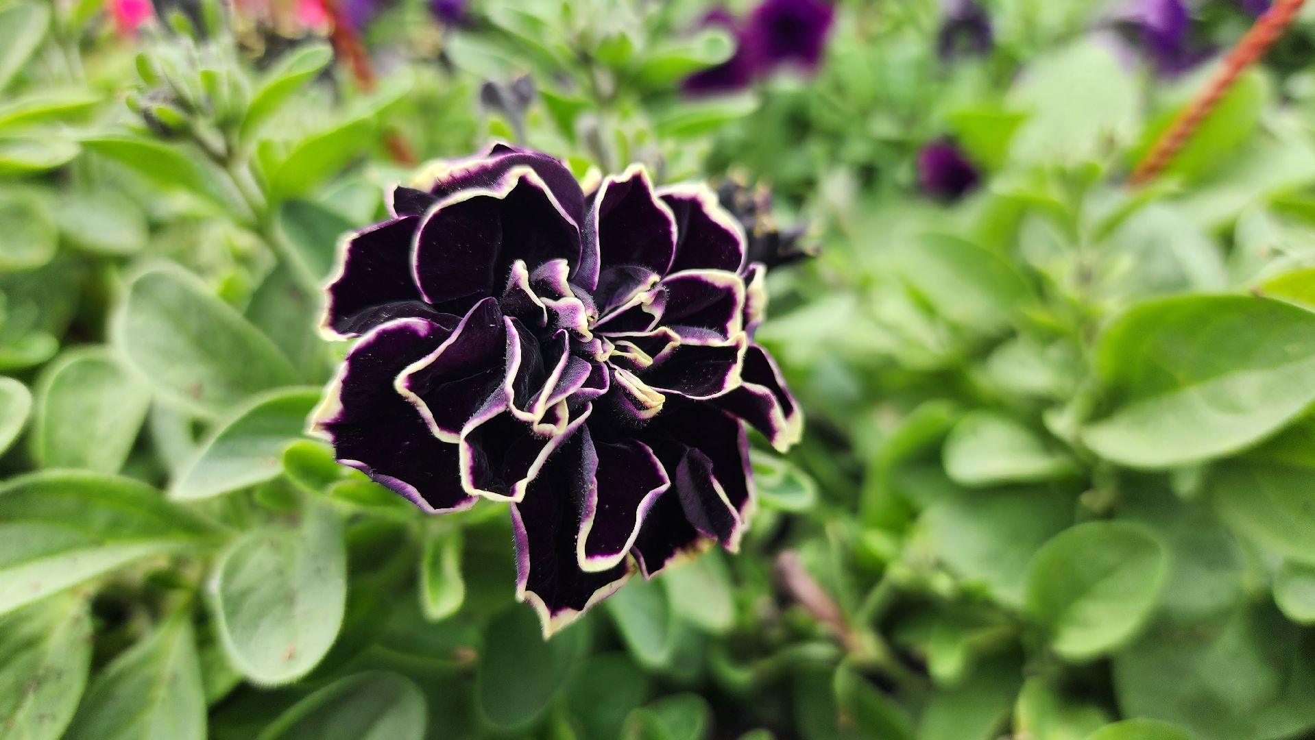 волоколамск, благоустройство,