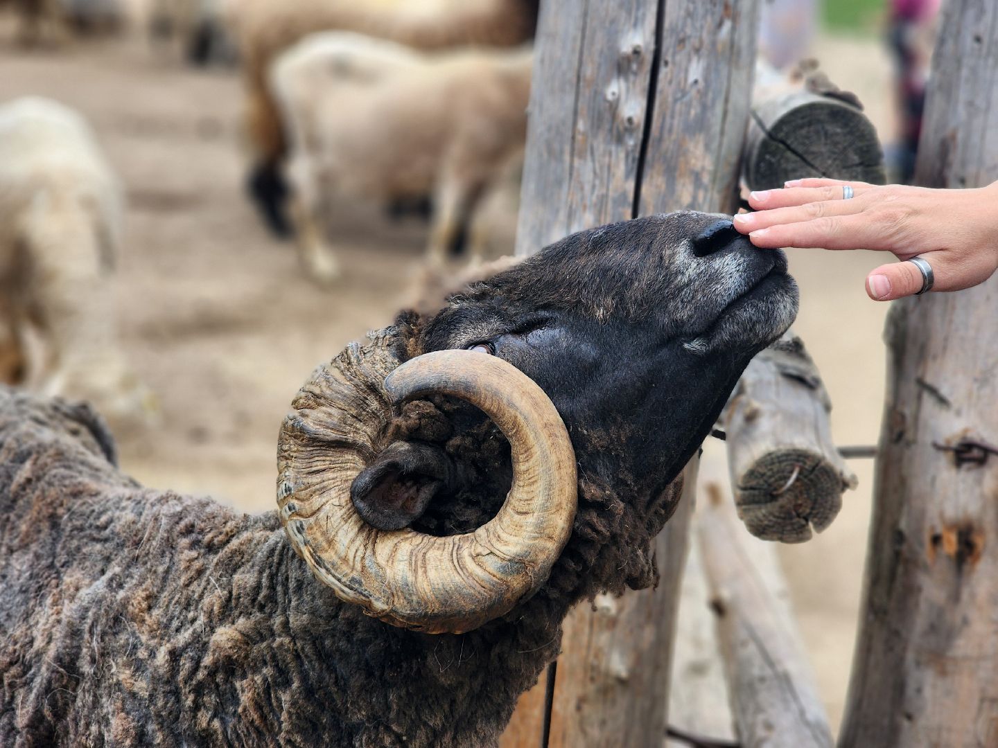 сергиев посад, хотьково, этнопарк кочевник, многомама сергиев посад,