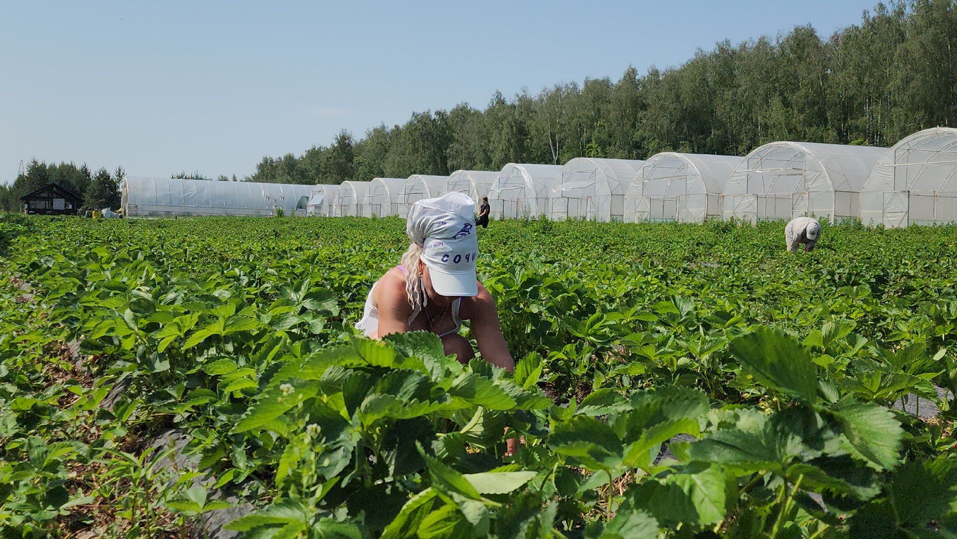 луховицы, астапово, сбор клубники, сельское хозяйство,