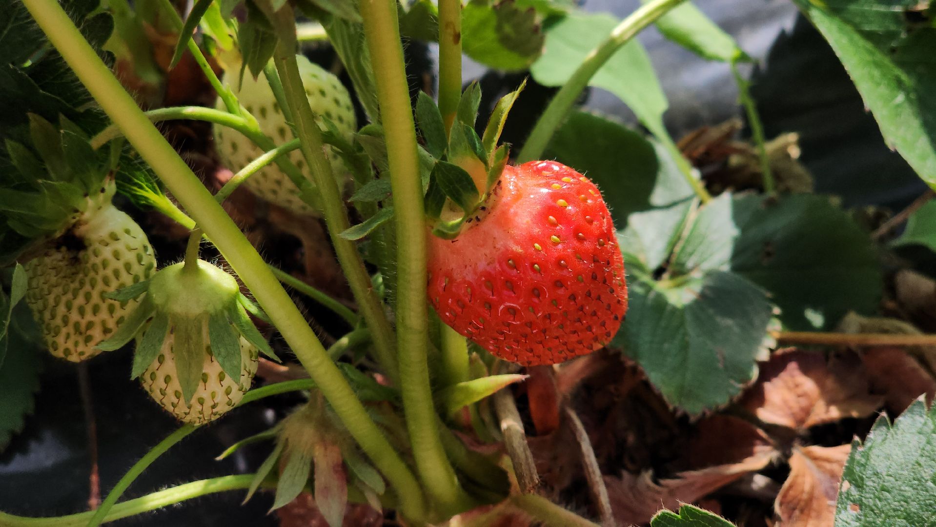 луховицы, астапово, сбор клубники, сельское хозяйство,