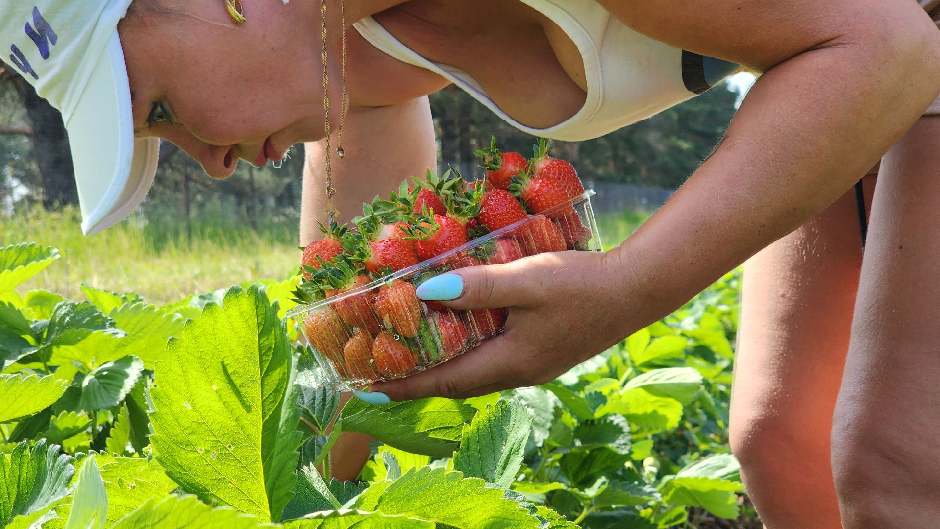 луховицы, астапово, сбор клубники, сельское хозяйство,