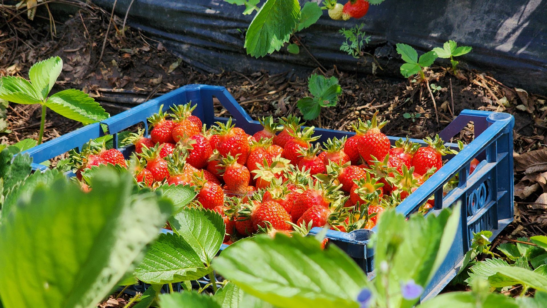 луховицы, астапово, сбор клубники, сельское хозяйство,
