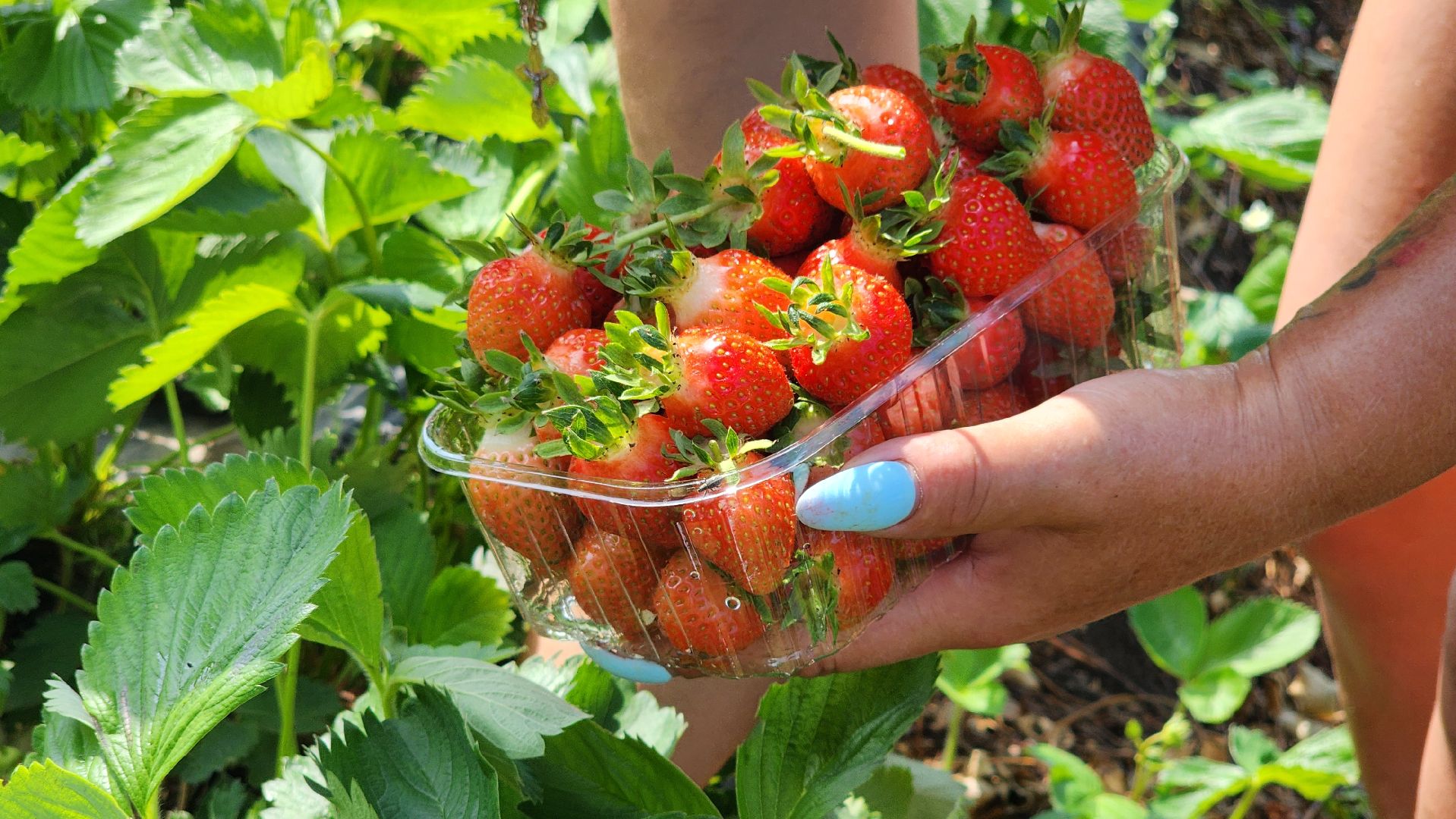 луховицы, астапово, сбор клубники, сельское хозяйство,