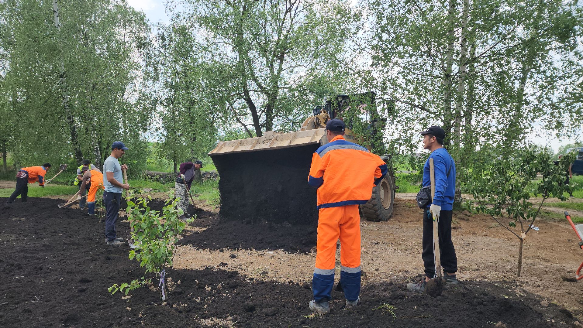 Благоустройство , Сад, Пересадка деревьев , Лобня,
