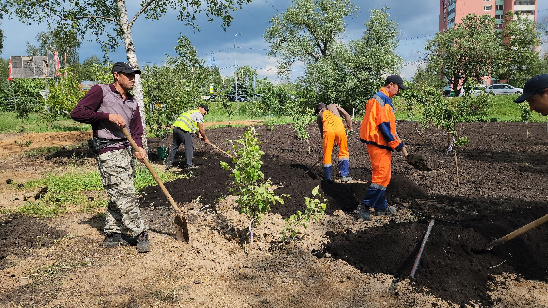 Благоустройство , Сад, Пересадка деревьев , Лобня,