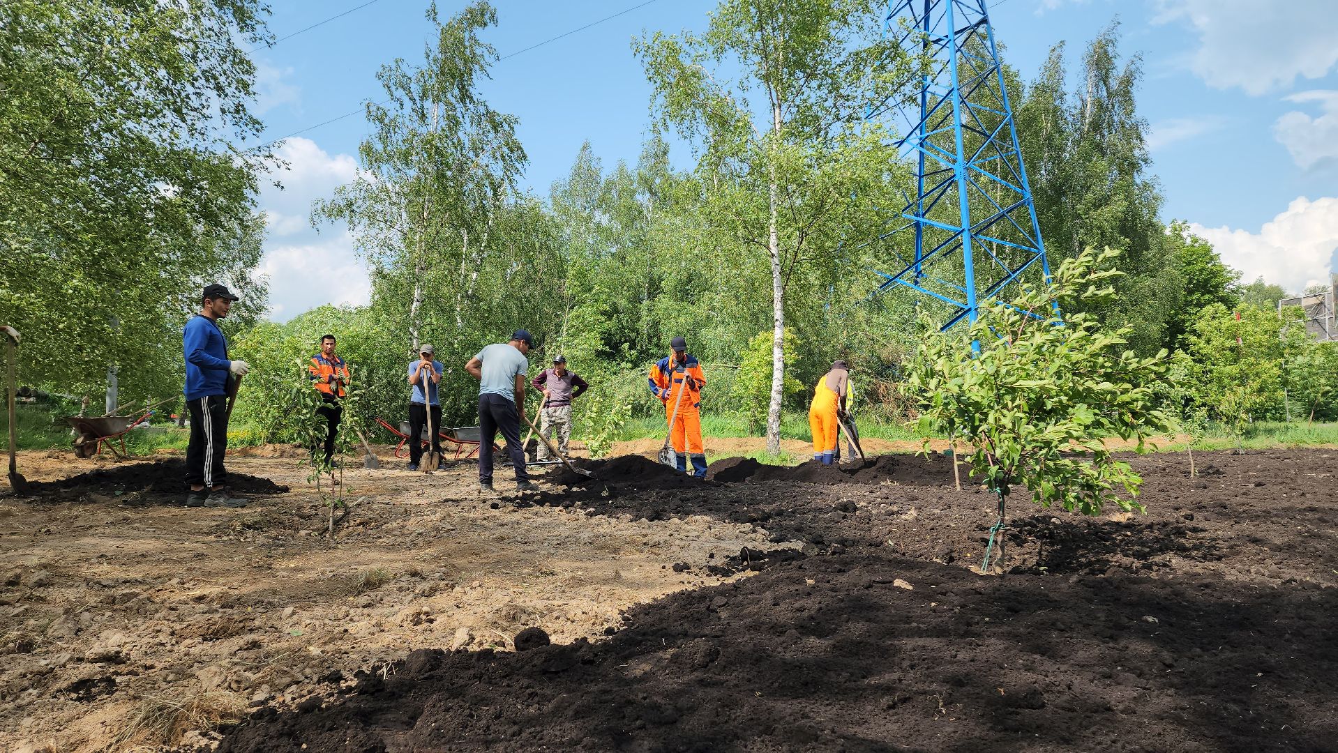 Благоустройство , Сад, Пересадка деревьев , Лобня,