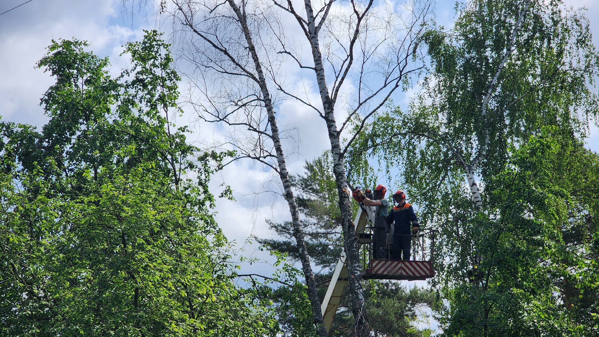 протвино, удаление сухих деревьев , комбинат благоустройства,