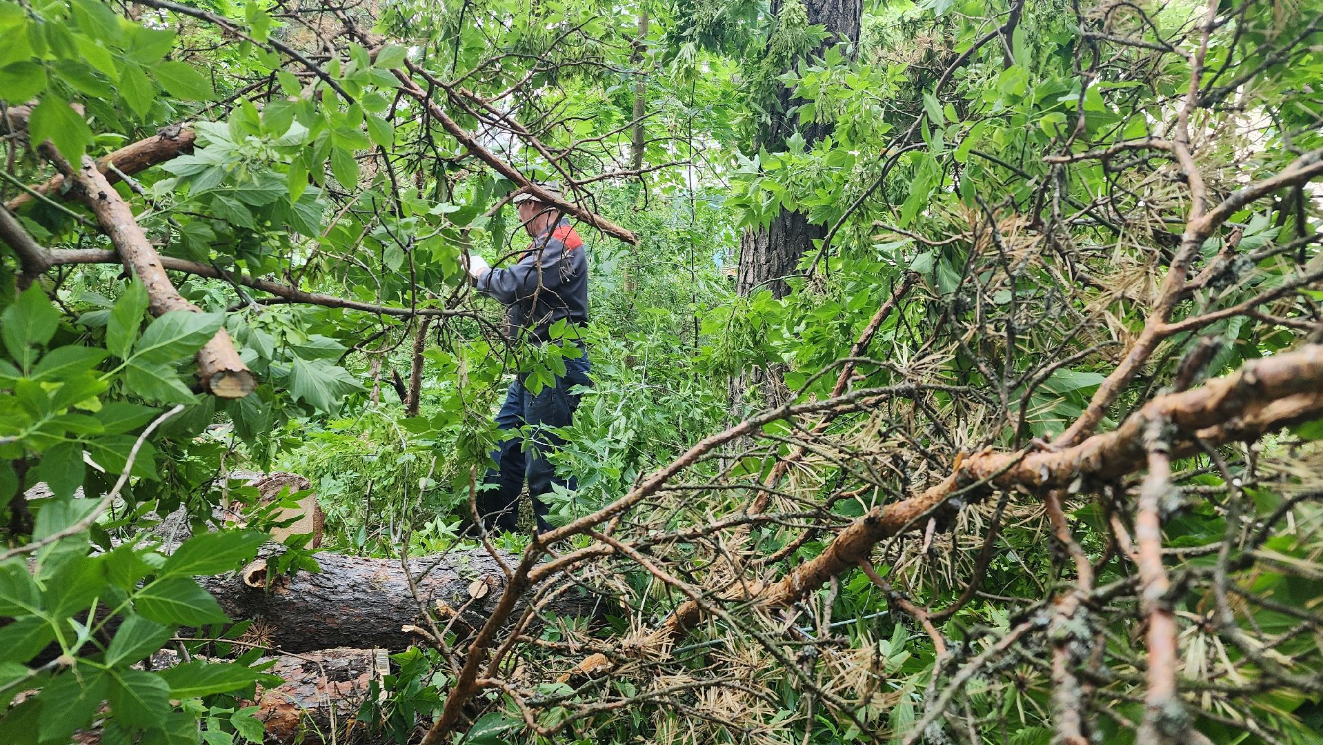протвино, удаление сухих деревьев , комбинат благоустройства,