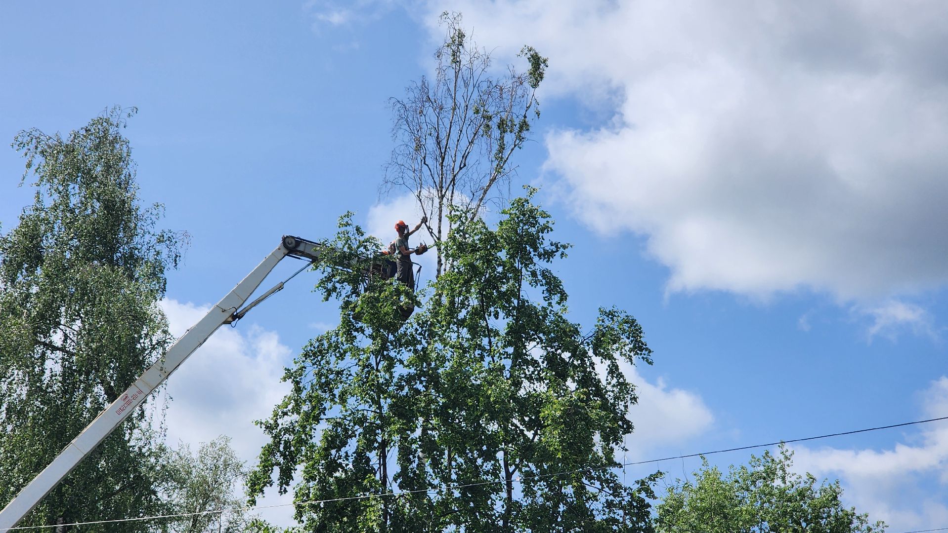 протвино, удаление сухих деревьев , комбинат благоустройства,