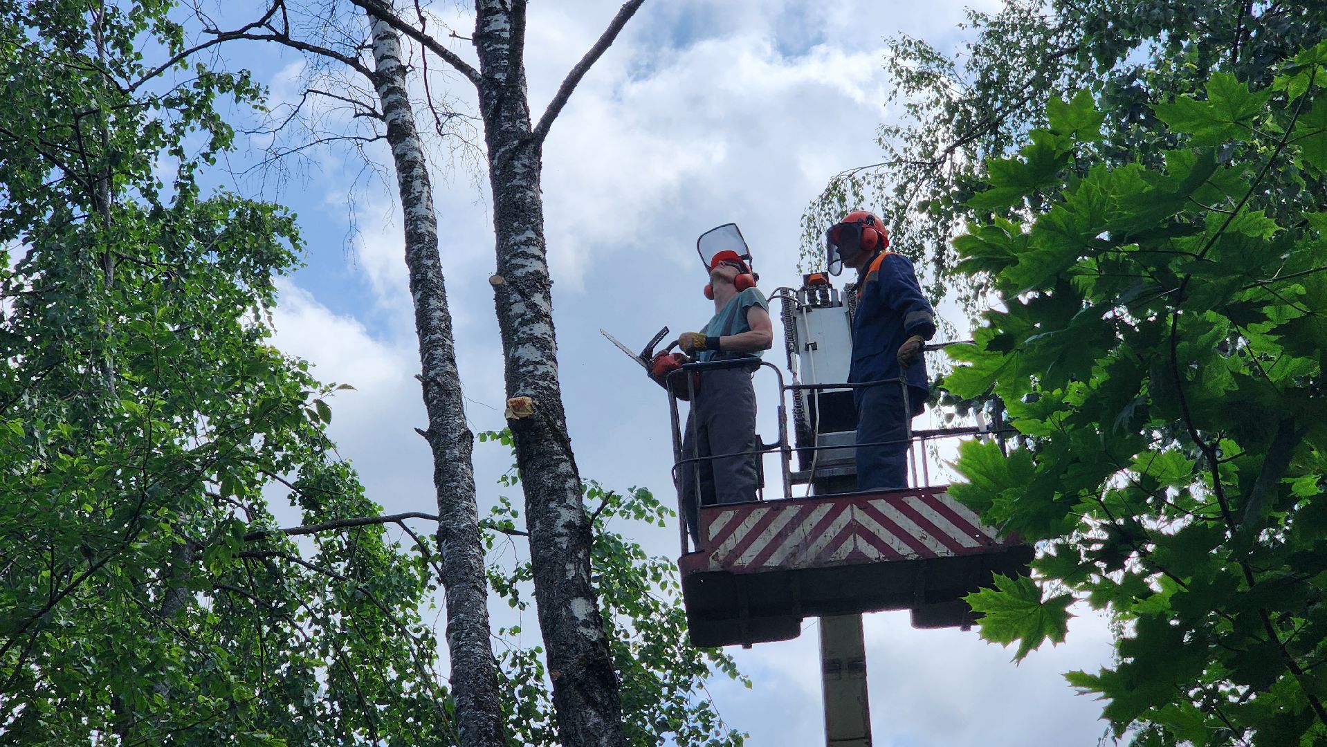 протвино, удаление сухих деревьев , комбинат благоустройства,