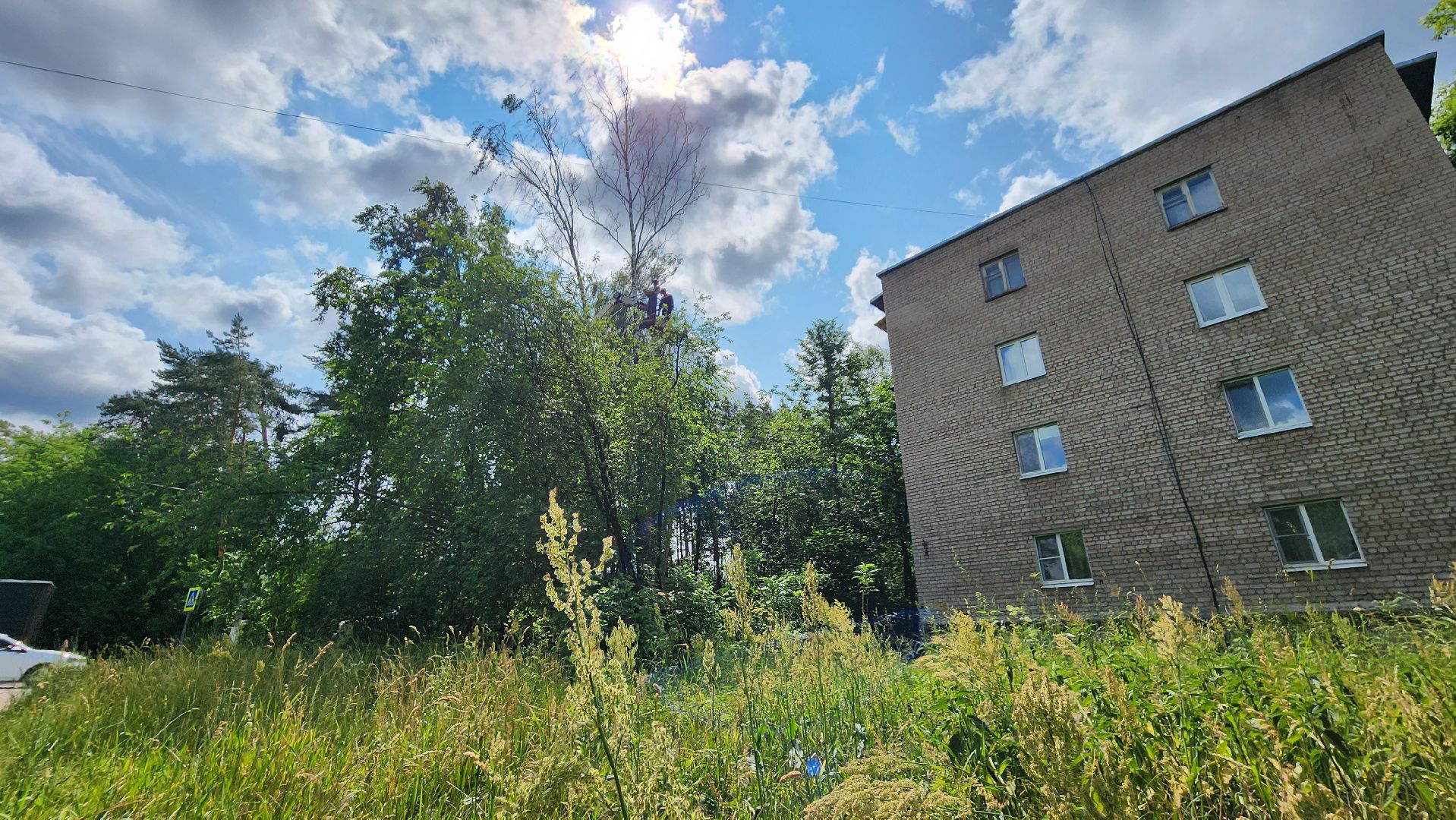 протвино, удаление сухих деревьев , комбинат благоустройства,