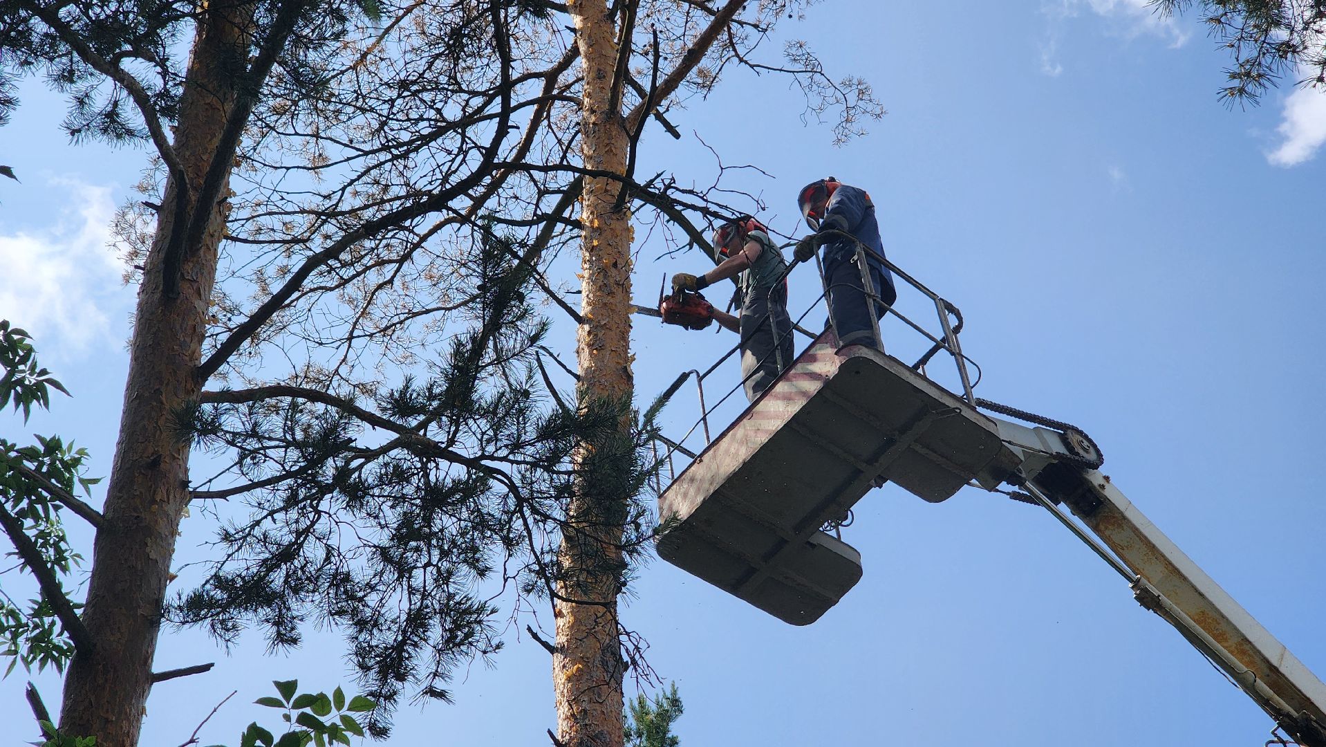 протвино, удаление сухих деревьев , комбинат благоустройства,
