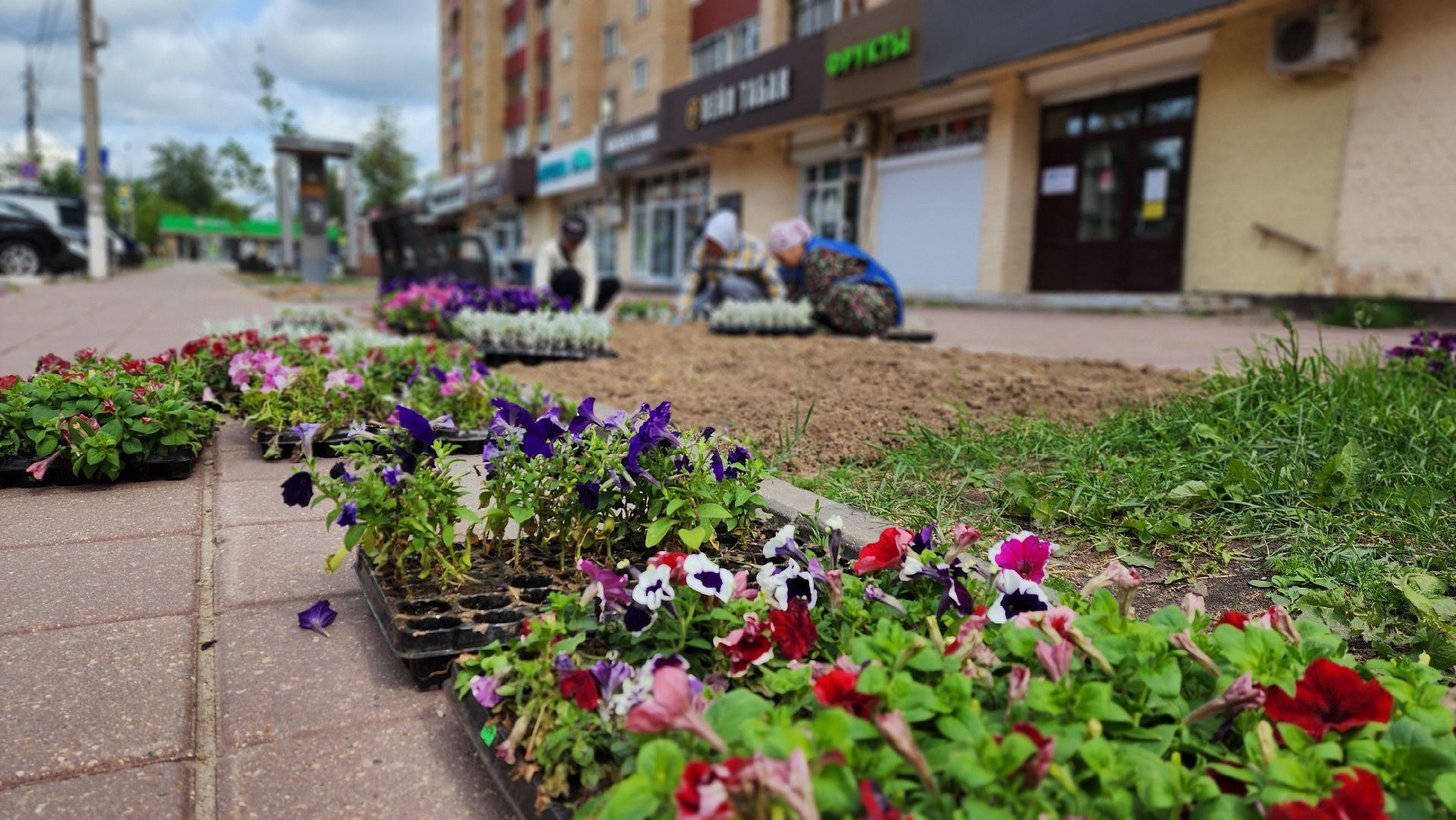 солнечногорск, благоустройство, улица дзержинского, бастилия, цветы,