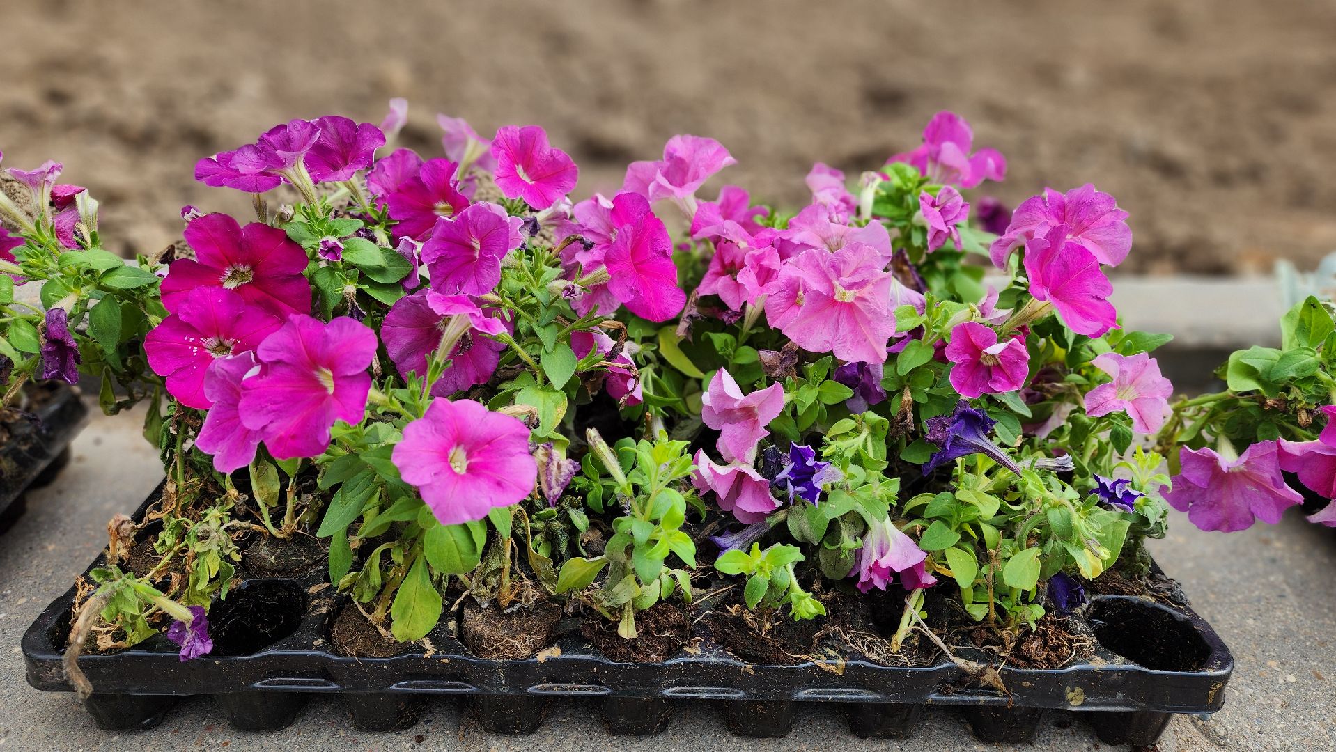 солнечногорск, благоустройство, улица дзержинского, бастилия, цветы,